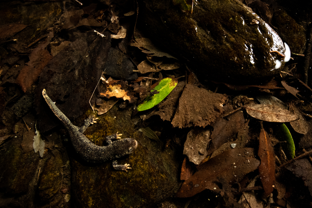 Imatge inicial - Western Montseny brook newt. Credit: Adrián Talavera.