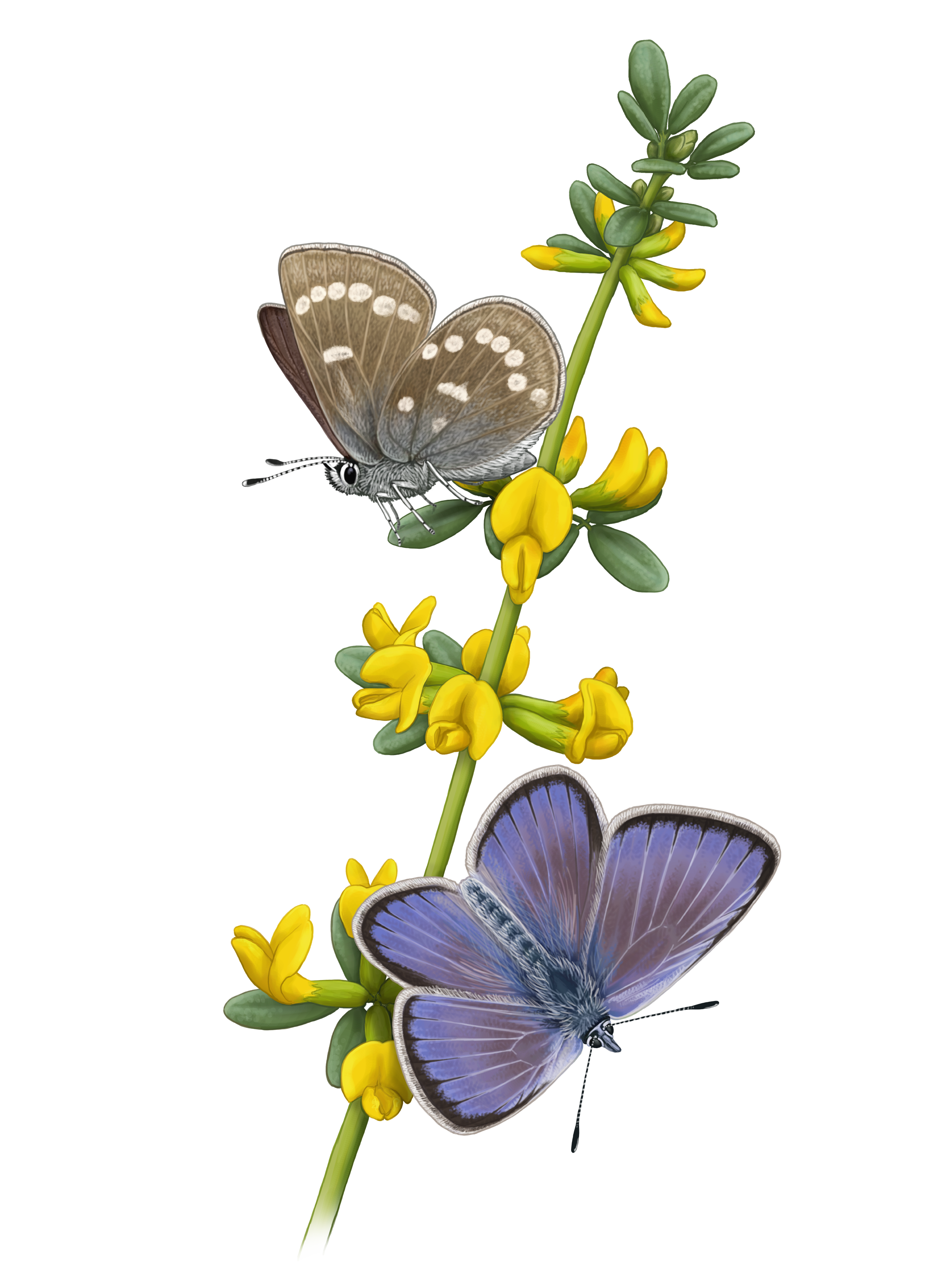 Image of a female and a male Xerces Blues on Acmispon glaber or deerweed, the plant they ate. Credit to Martí Franch. Imatge inicial - Image of a female and a male Xerces Blues on Acmispon glaber or deerweed, the plant they ate. Credit to Martí Franch.