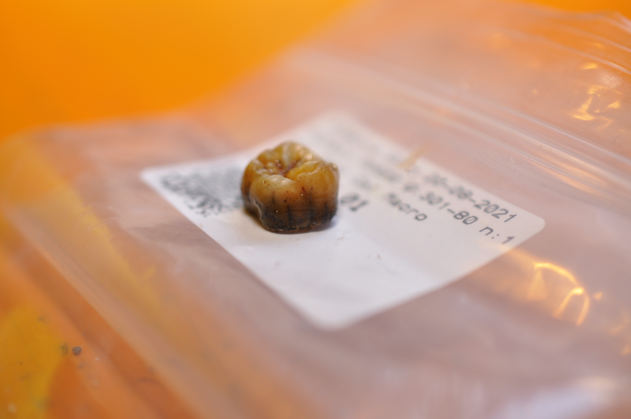 Detalle del diente neandertal recuperado en Cova Simanya. Autoría: Juan I. Morales / IPHES-BÚSQUEDA Imatge inicial - Detalle del diente neandertal recuperado en Cova Simanya. Autoría: Juan I. Morales / IPHES-BÚSQUEDA