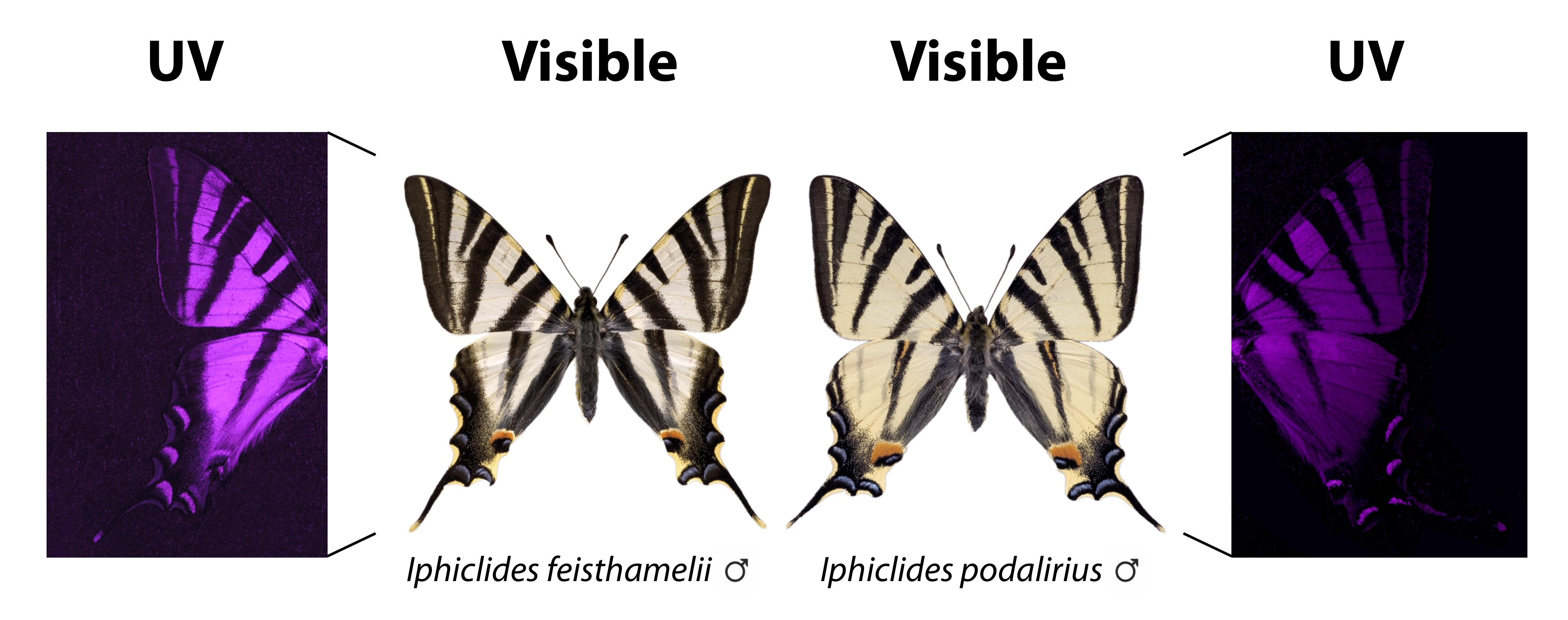 Images of southern scarce swallowtail butterfly (left) and scarce swallowtail (right) obtained with visible and UV photography. The subtle differences in the visible pattern of the wing become surprisingly evident with UV photography. Imatges de mascles de la papallona reina zebrada (esquerra) i reina zebrada aranesa (dreta) obtingudes amb fotografia visible i UV. Les subtils diferències del patró visible de l'ala es tornen sorprenentment evidents amb la fotografia UV. Crèdit: Vlad Dinca