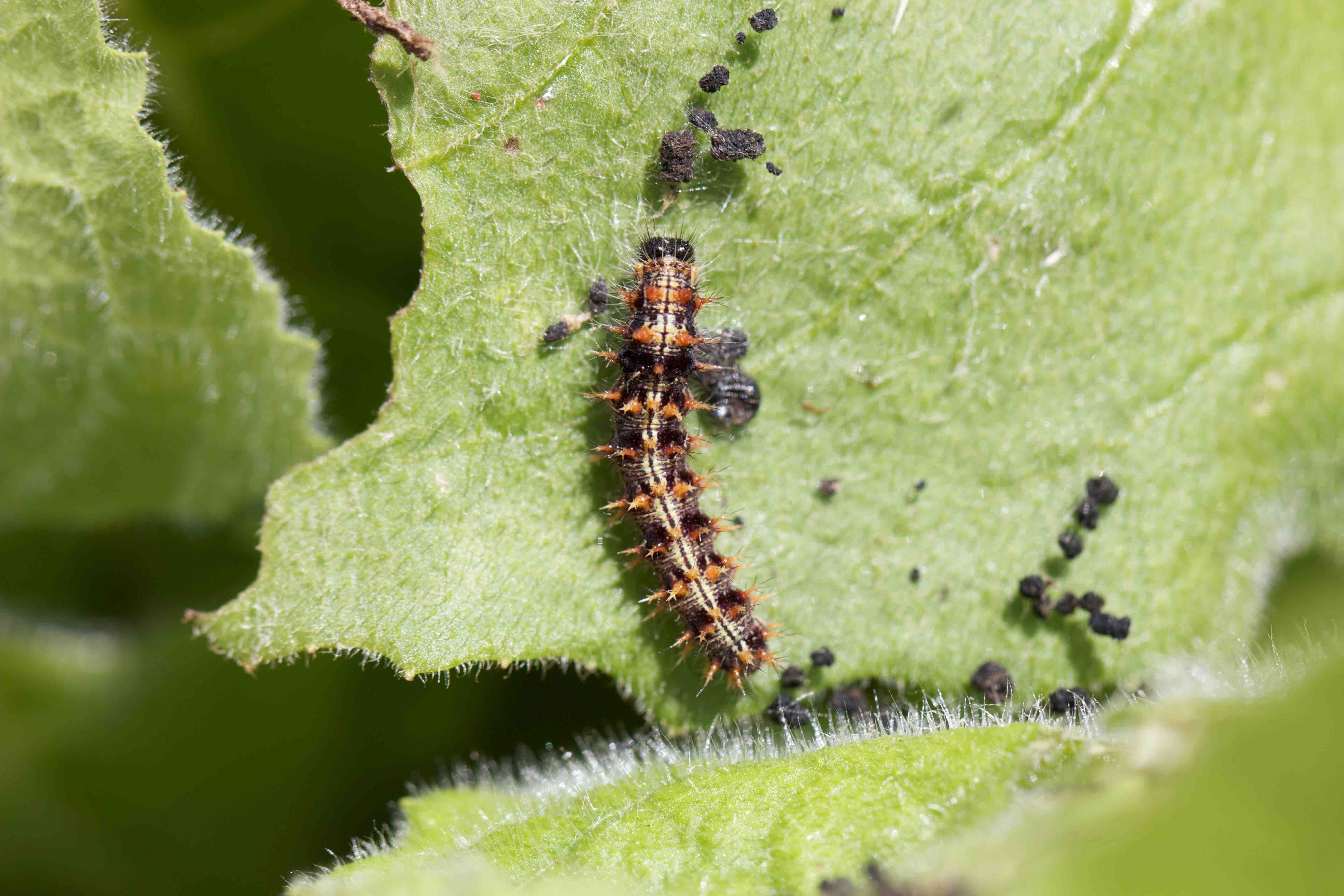 Painted lady caterpillar (credit: Gerard Talavera).