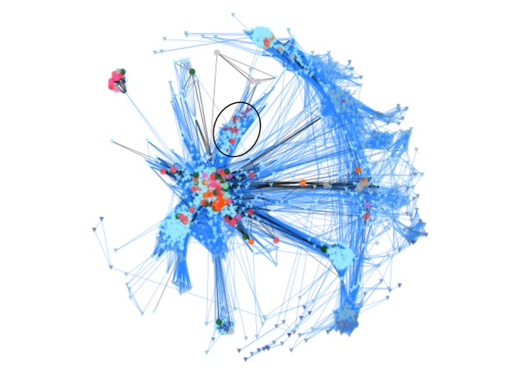 Figure: Network of unicellular holozoa. Credit: Alicia Sánchez Arroyo.