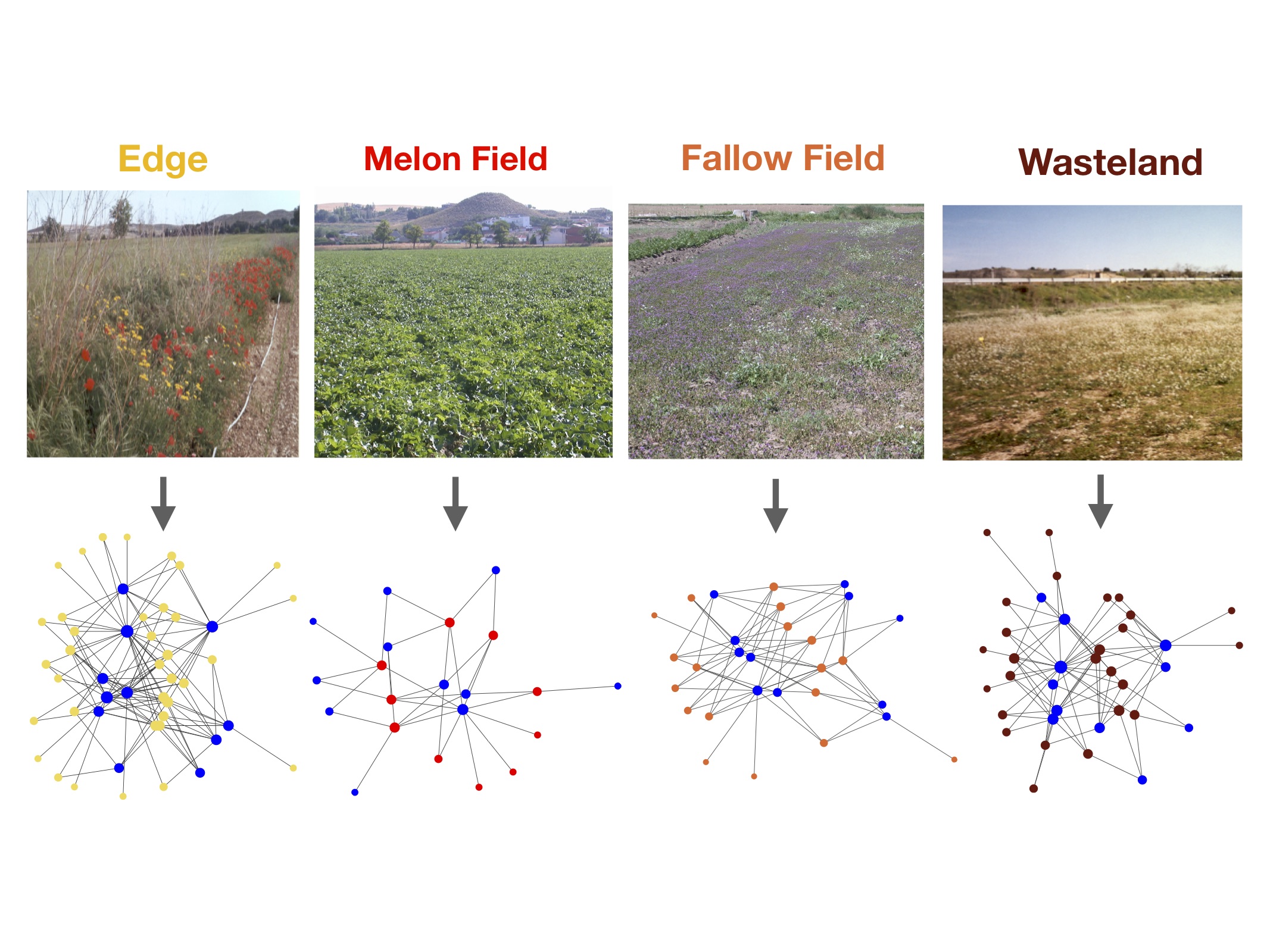 Figura 1: Exemple dels terrenys analitzats amb la corresponent anàlisi matemàtica tradicional. L’anàlisi tradicional de xarxes separa les infeccions víriques segons l'hàbitat a on s'han trobat. Aquesta aproximació pot ser útil en alguns casos, però en general ofereix conclusions limitades sobre el paper de l'entorn en les infeccions. Crèdit: Sergi Valverde