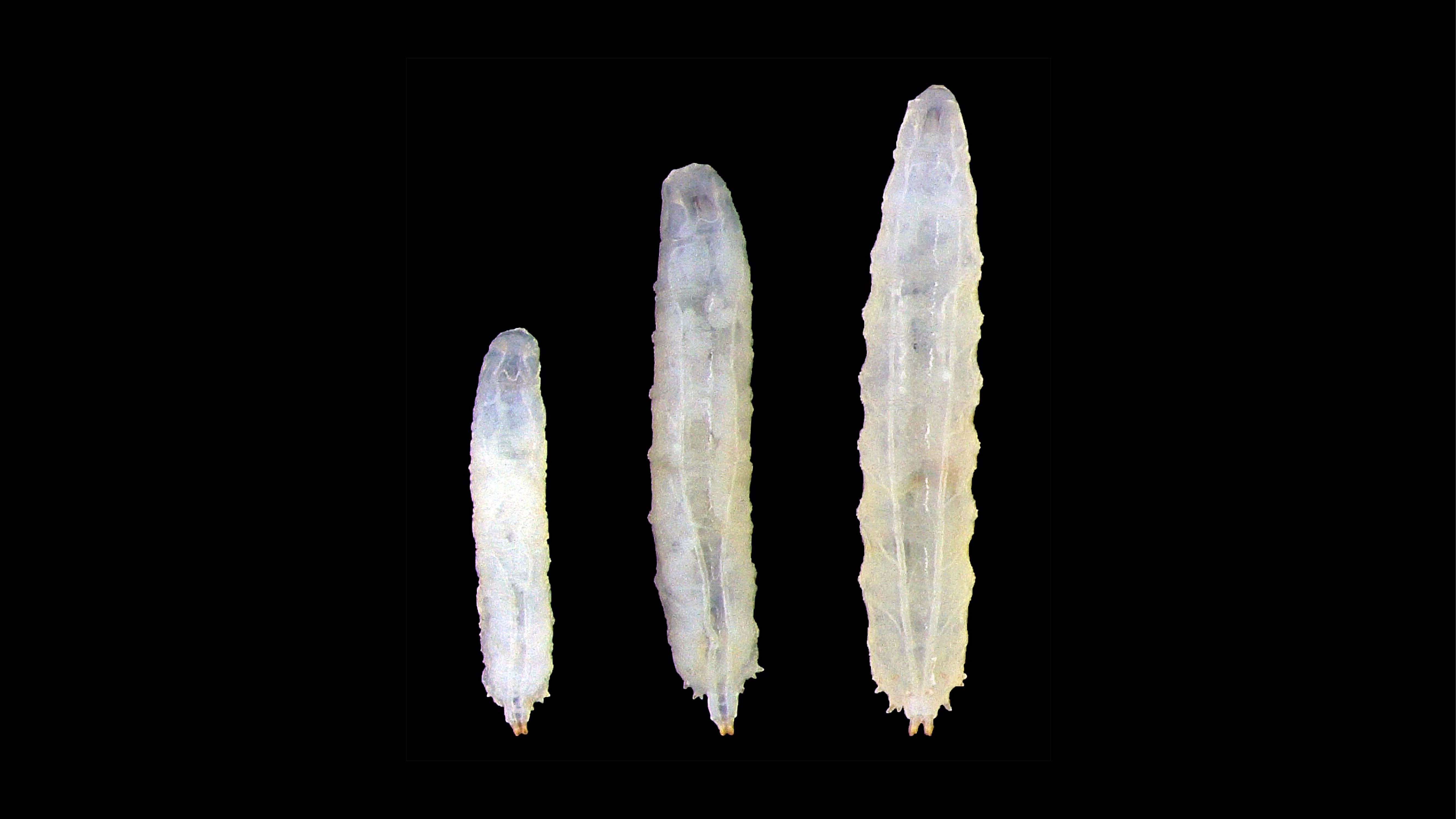 La mida de la larva de Drosophila depen de la producció d’alts nivells d’esteroids. La manca d’esteroides o la seva reducció incrementen la mida de l’organisme. Crèdit: Xavier Franch.