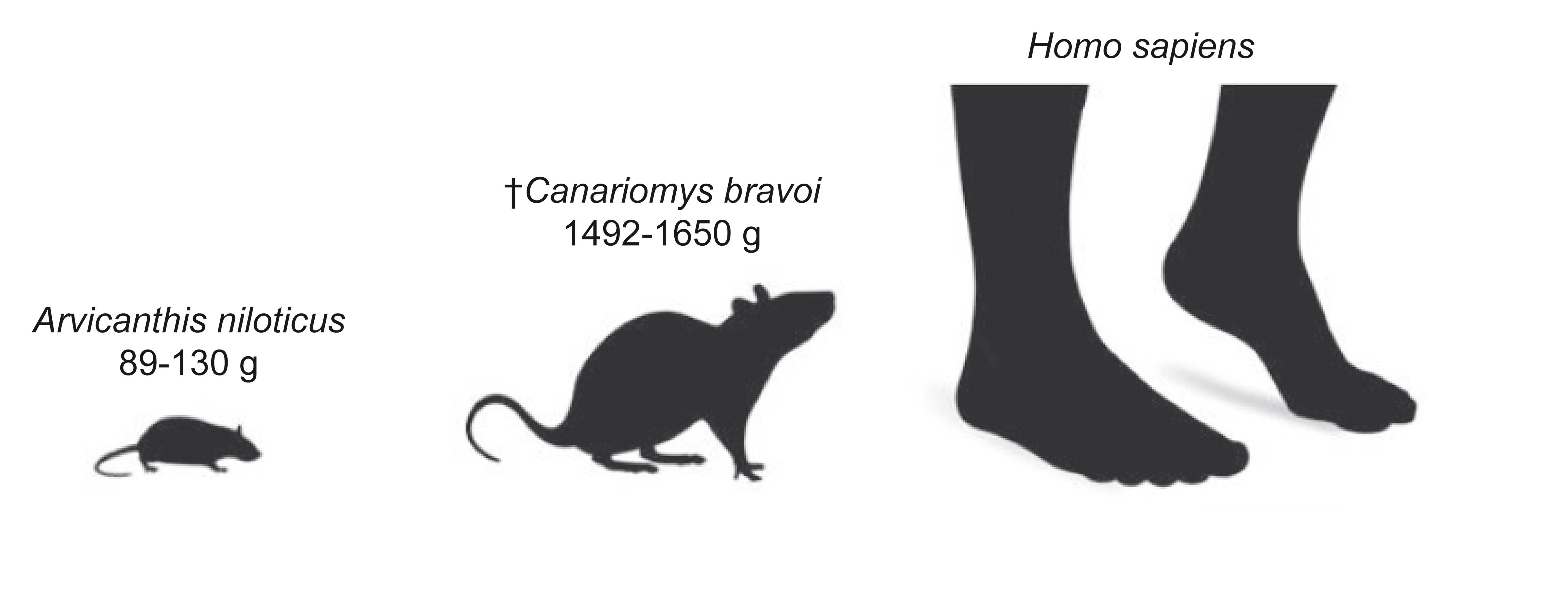 Tamaños relativos y pesos estimados de la rata de la hierba africana (A. niloticus) y la rata gigante de Tenerife (C. bravoi), comparada con una silueta humana. (Adaptada de Renom et al. DOI: 10.1098/rsbl.2021.0533)
