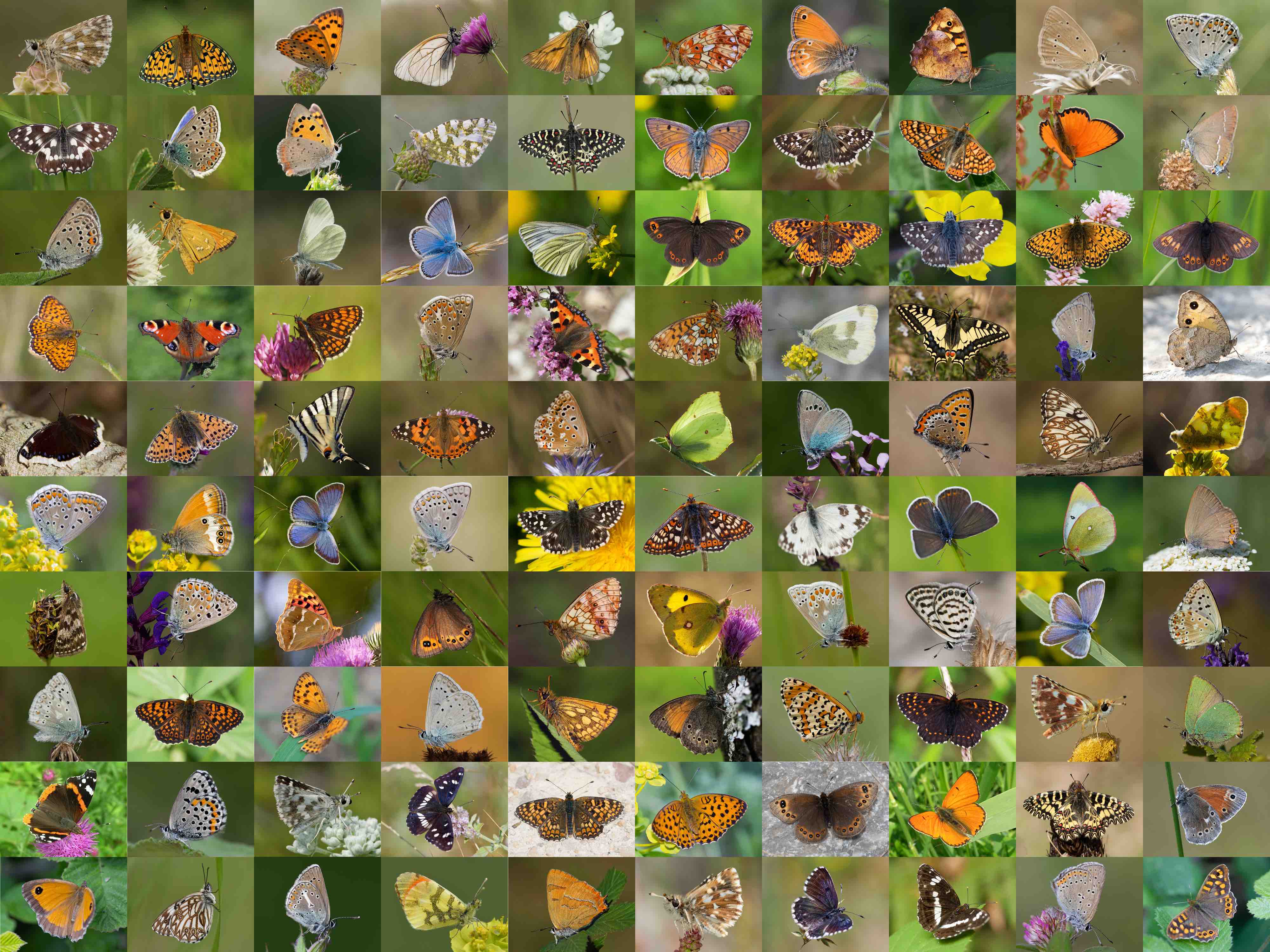 Image of some of the butterflies included the gene database; Credit: Vlad Dinca.