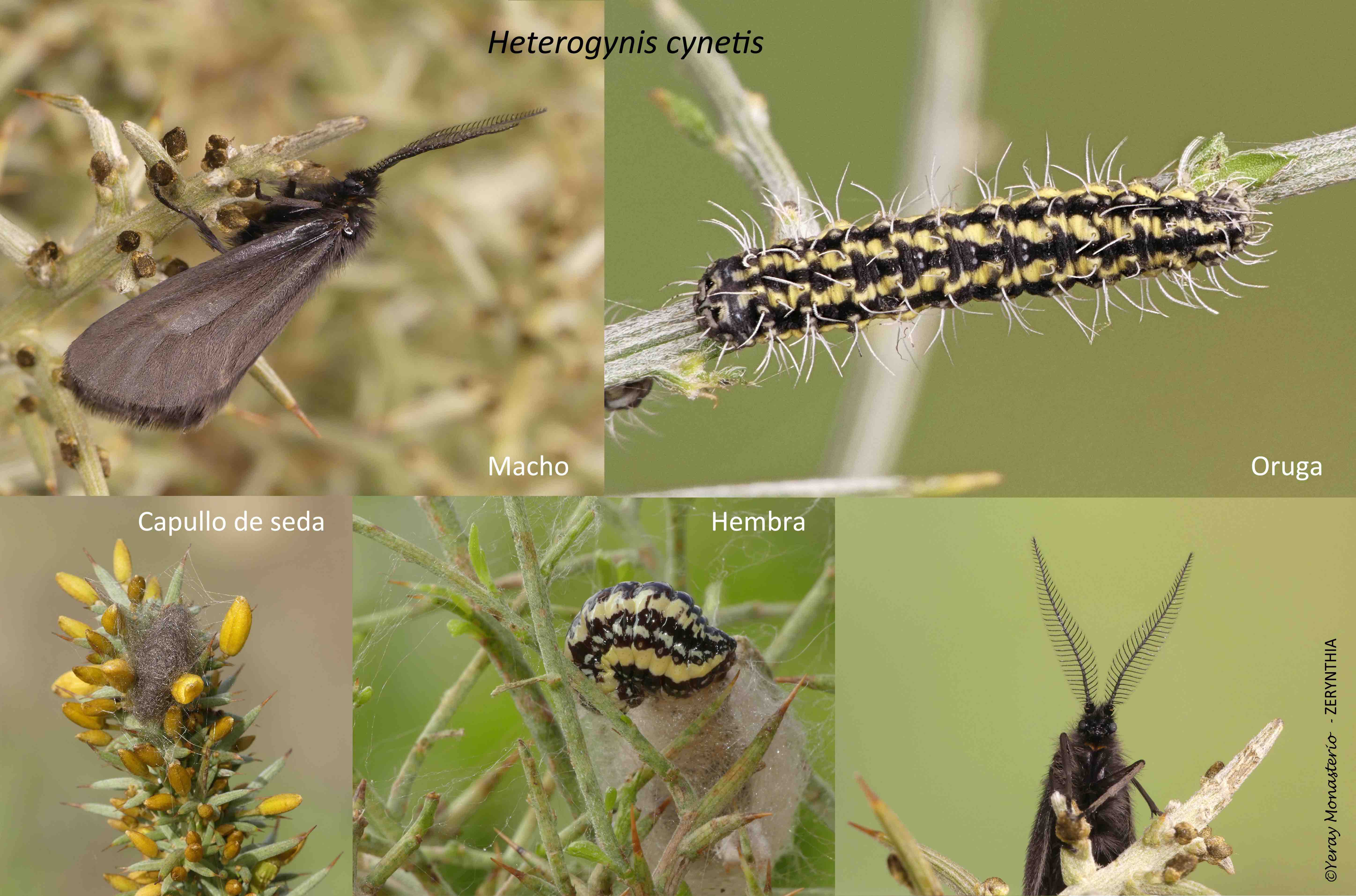 Imagen de Heterogynis cynetis. Crédito: Yeray Monasterio