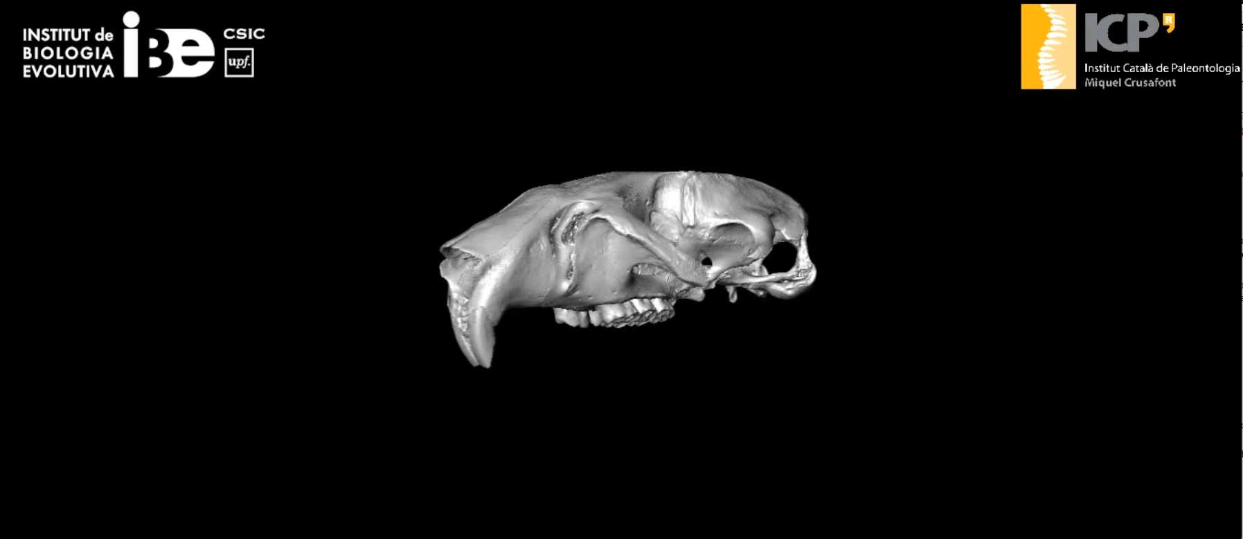 Modelo 3D del holotipo de C. bravoi (Alejandro Serrano / Institut Català de Paleontologia Miquel Crusafont)