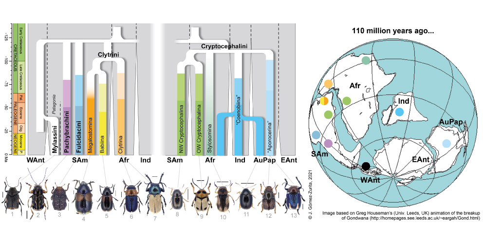 Filogenia de Cryptocephalinae y separación de sus principales linajes evolutivos (tribus y subtribus) durante la fragmentación de Gondwana en el Cretácico temprano y coincidentes con los fragmentos continentales resultantes de esa fragmentación, donde hoy continúan mayoritariamente distribuidos. Crédito: Jesús Gómez-Zurita.
