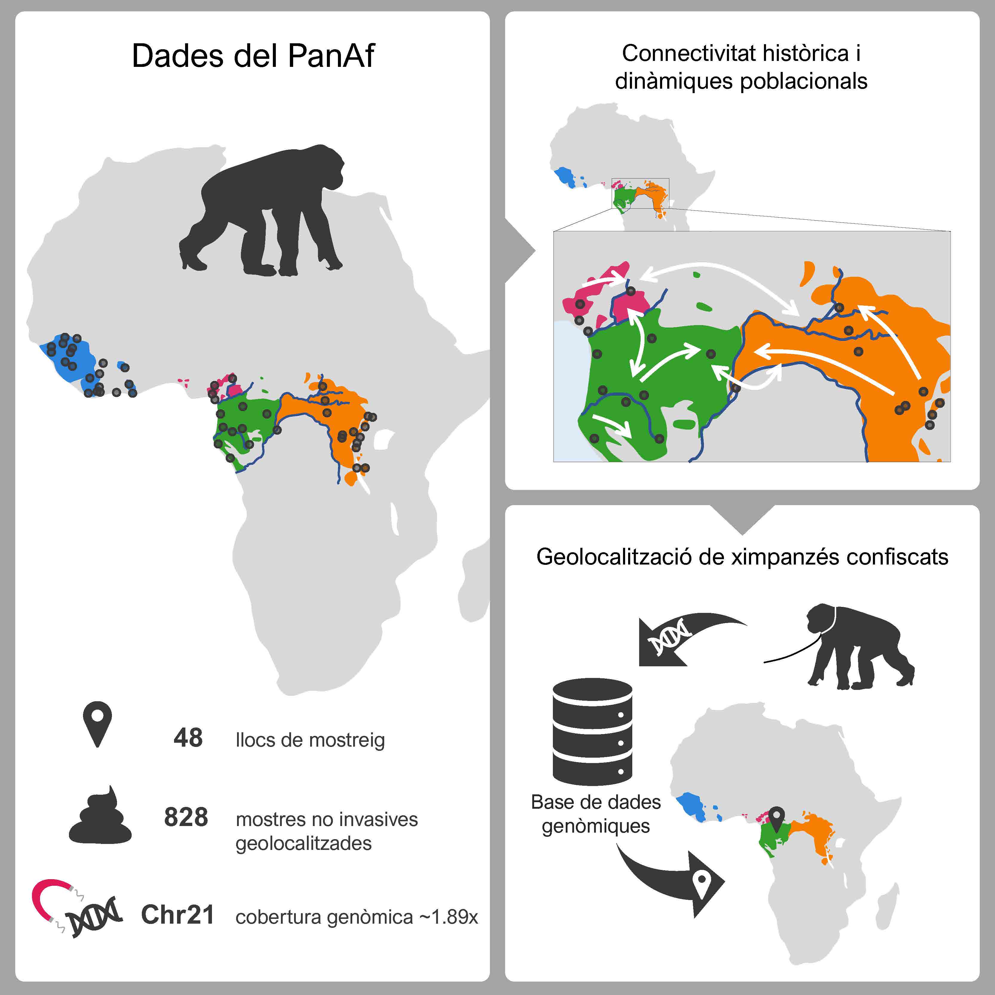 Resum gràfic de l'estudi. Crèdit: Marina Álvarez- Estapé