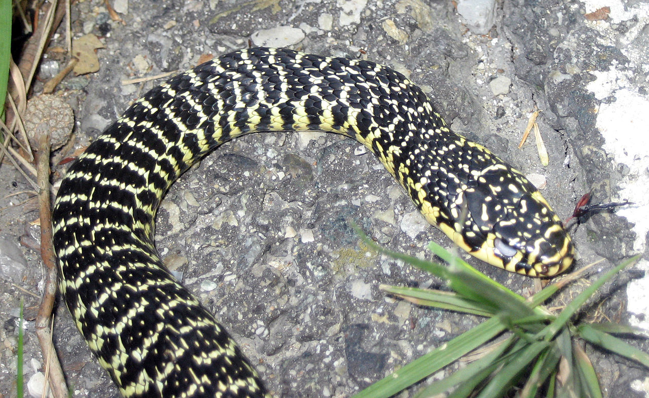 Serpiente verde y amarilla (Hierophis viridiflavus). Crédito: S Sepp vía Wikimedia con licencia CC BY-SA 3.0.