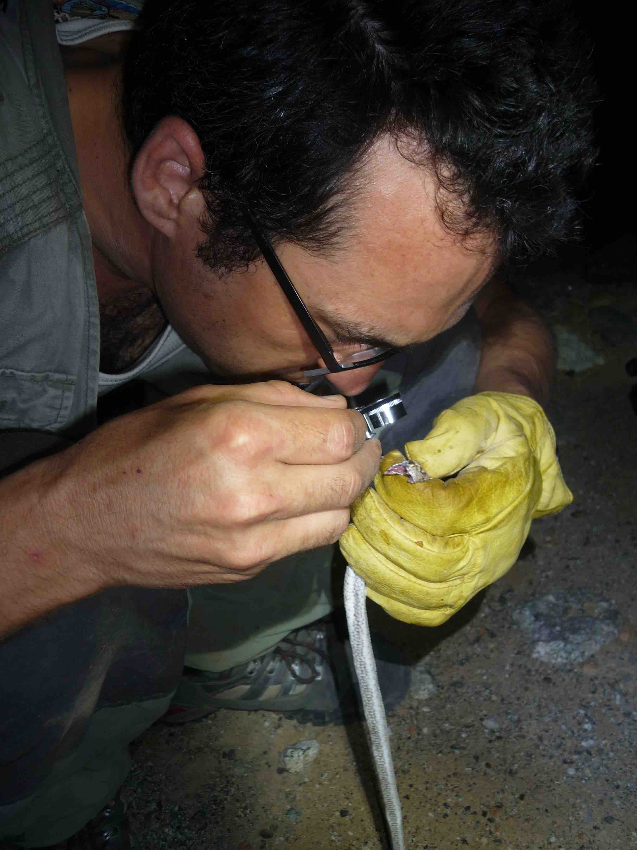Carranza, identificando a un individuo. Crédito: Salvador Carranza.