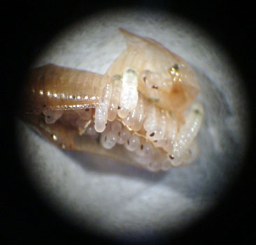 Imatge d´una ooteca de Blatella germanica amb els embrions eclosionant. Crèdit: Cristina Olivella.