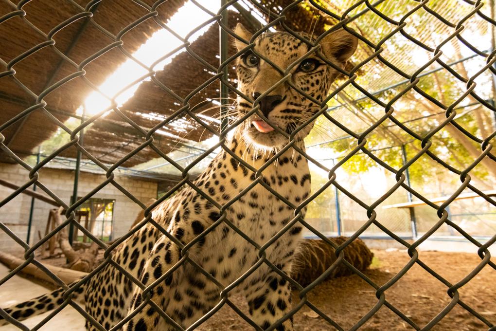 Image of an Arabian leopard specimen from Sharjah's Desert Park, Sharjah, United Arab Emirates.  Credit: Adrián Talavera.  