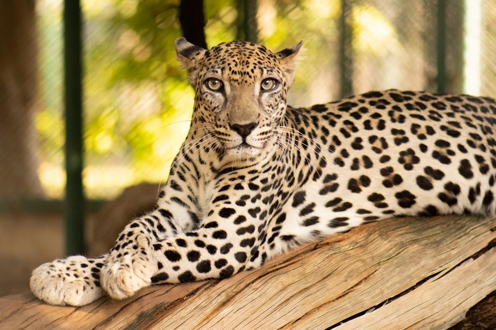 Imatge inicial - Image of an Arabian leopard specimen from Sharjah's Desert Park, Sharjah, United Arab Emirates.  Credit: Adrián Talavera.