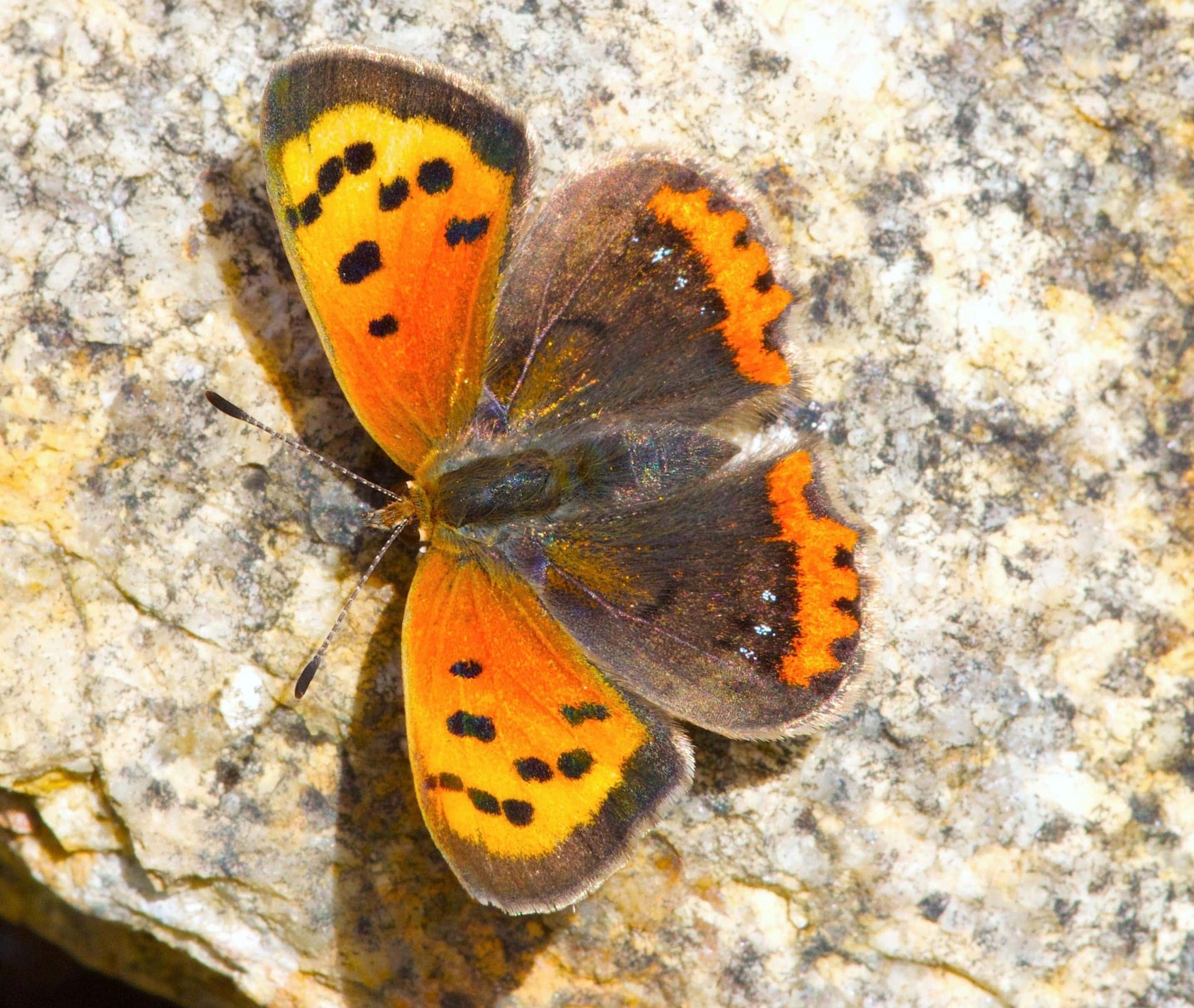 Imatge inicial - Lycaena phlaeas tomando el sol para calentarse. Esta especie mostró las mayores diferencias en la capacidad de termoregulación entre España y el Reino Unido. Autor: Roger Vila.