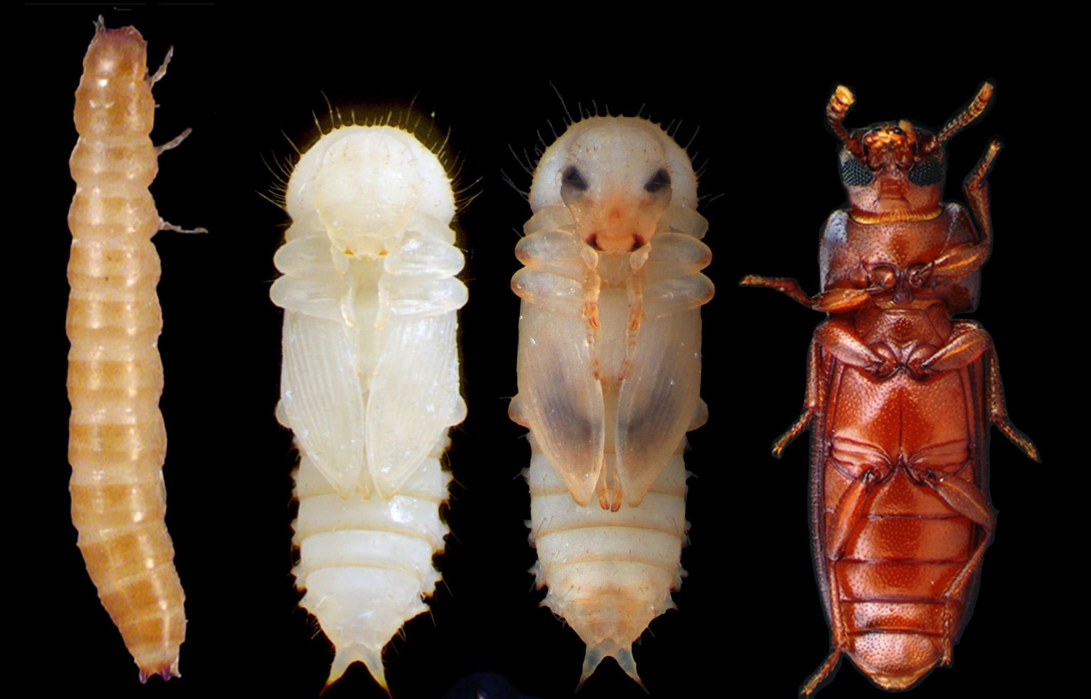 Ciclo de vida típico del escarabajo de la harina, de izquierda a derecha: larva, prepupa, pupa y adulto. Crédito Xavier Franch y David Martín Imatge inicial - Ciclo de vida típico del escarabajo de la harina, de izquierda a derecha: larva, prepupa, pupa y adulto. Crédito Xavier Franch y David Martín
