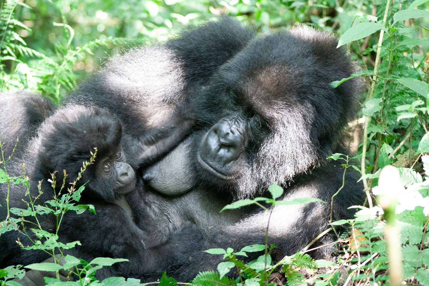 Madre y cría (gorilas de montaña) durante un período de descanso. Copyright: Mike Cranfield, Gorilla Doctors Imatge inicial - Madre y cría (gorilas de montaña) durante un período de descanso. Copyright: Mike Cranfield, Gorilla Doctors
