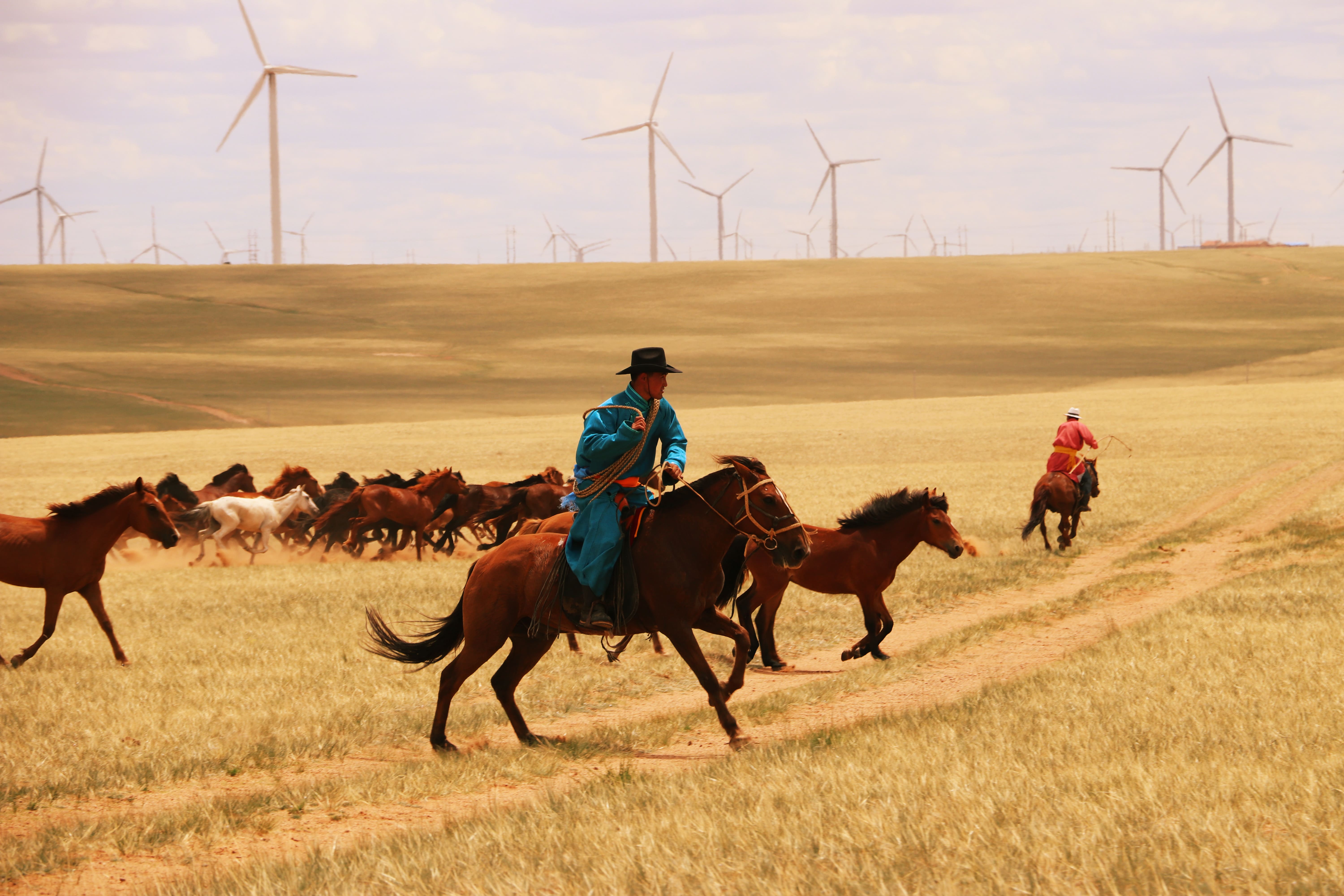 Imatge inicial - Blue Herder Horses Running Profiles Inner Mongolia. Credit to LudovicOrlando.