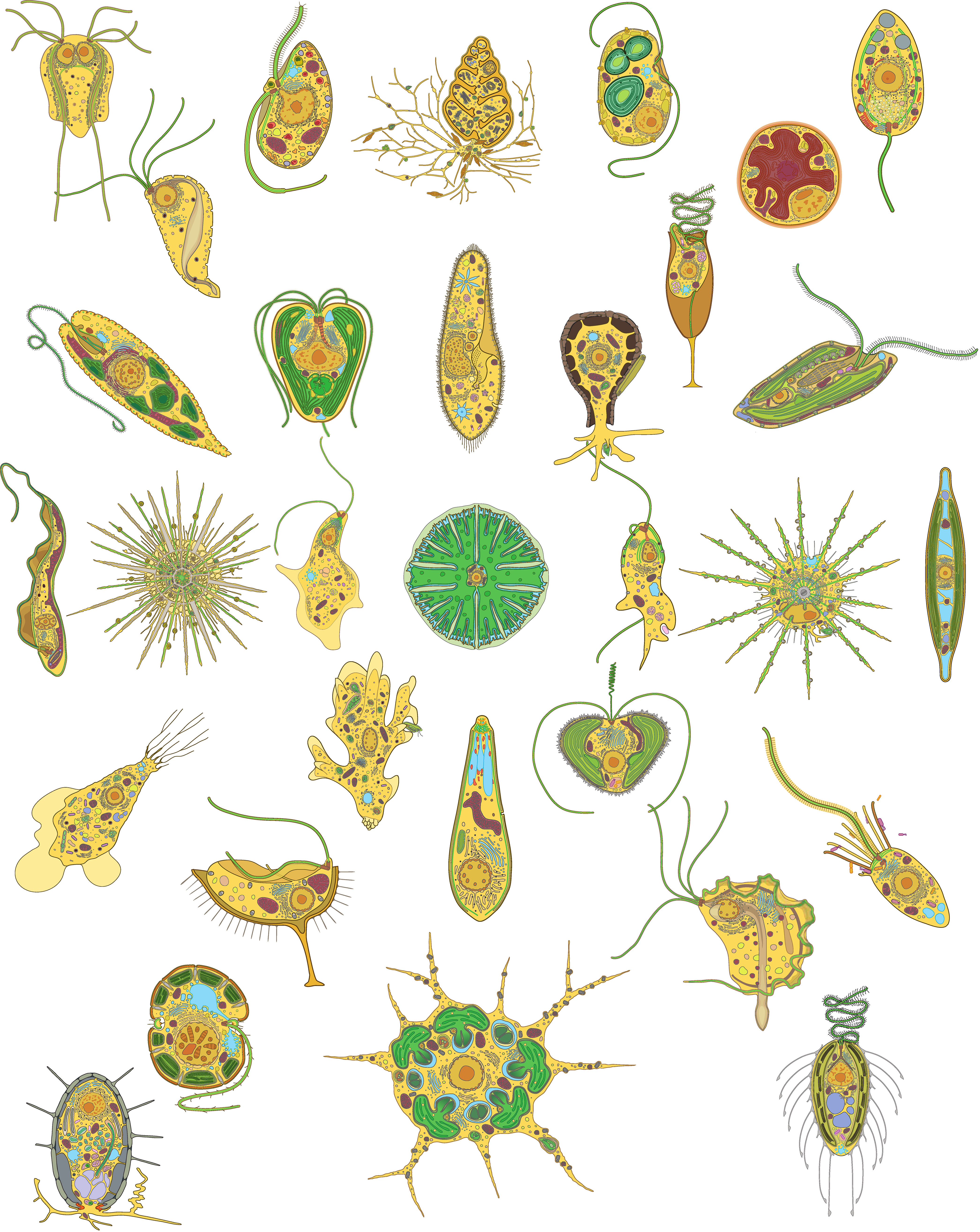 Un collage de diagramas de células que muestran la diversidad general de los protistas. doi: https://doi.org/10.1371/journal.pbio.3002395.g004. CC BY 4.0 Imatge inicial - Un collage de diagramas de células que muestran la diversidad general de los protistas. doi: https://doi.org/10.1371/journal.pbio.3002395.g004. CC BY 4.0