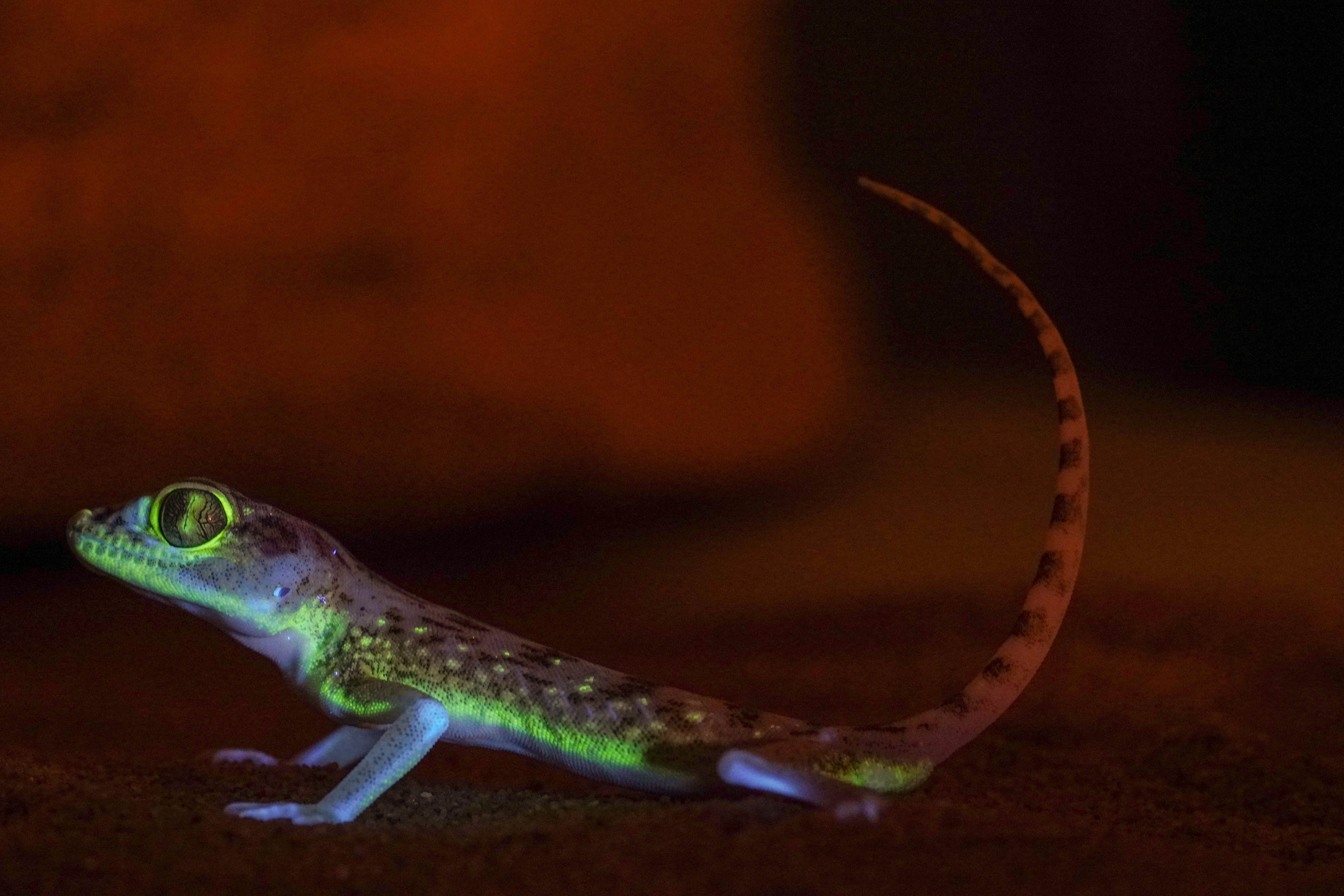 Imatge inicial - Dune Sand Gecko under UV. Credit to Bernat Burriel.