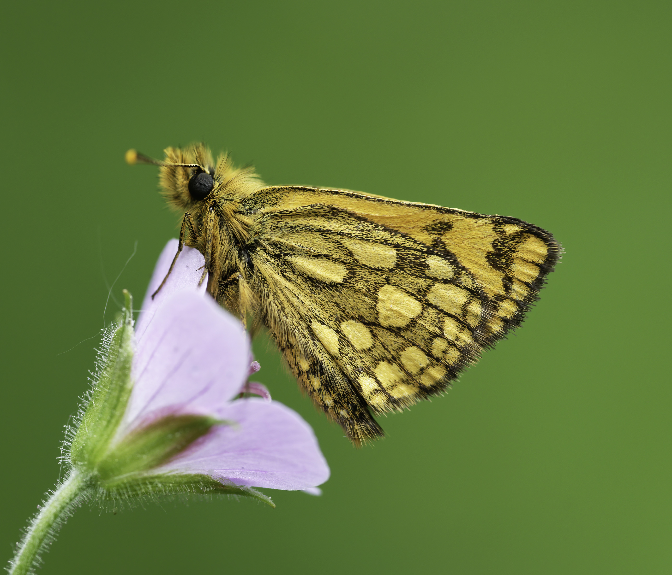 Imatge inicial - Carterocephalus silvicola. Crèdit a Vlad Dinca.