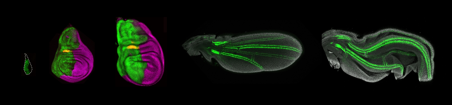 Imatge inicial - Desarrollo del ala en las fases larval (imágenes de la izquierda) y pupal (imágenes de la derecha) de Drosophila melanogaster, observado mediante microscopía de fluorescencia. La imagen muestra la expresión diferencial de varios genes implicados en la regulación del desarrollo del ala durante estas etapas. Crédito a Josefa Cruz.