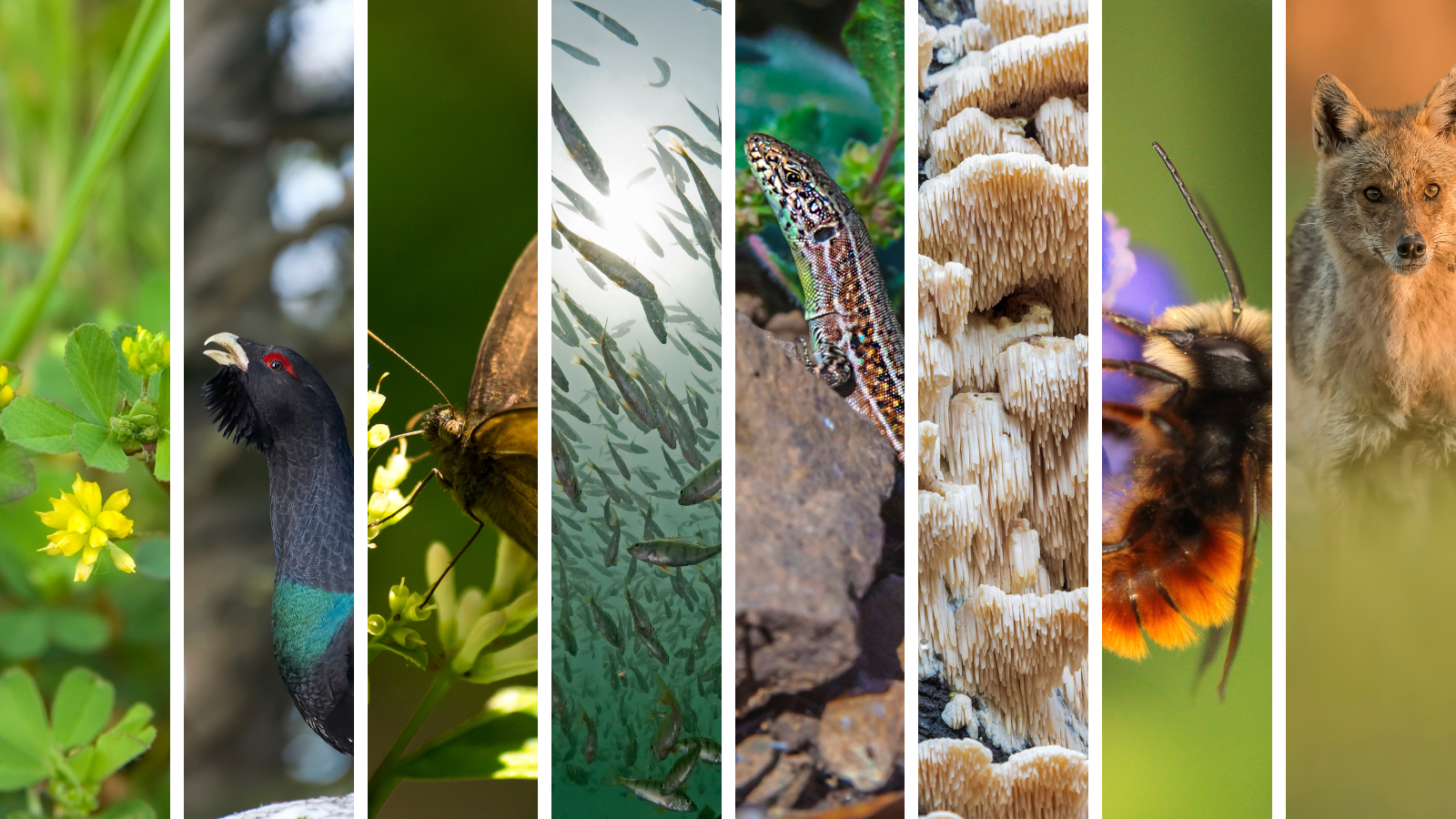 El poder de la biodiversitat: algunes de les espècies europees seleccionades per al Projecte pilot ERGA. Crèdit a ©Mantonature, ©Cucu Remus, ©dadalia, ©scubaluna, ©Kristian_Nilsson, ©AlbyDeTweede, ©Carine Carnier, ©Daniel Jara de Getty Images vía Canva.com. Imatge inicial - El poder de la biodiversitat: algunes de les espècies europees seleccionades per al Projecte pilot ERGA. Crèdit a ©Mantonature, ©Cucu Remus, ©dadalia, ©scubaluna, ©Kristian_Nilsson, ©AlbyDeTweede, ©Carine Carnier, ©Daniel Jara de Getty Images vía Canva.com.