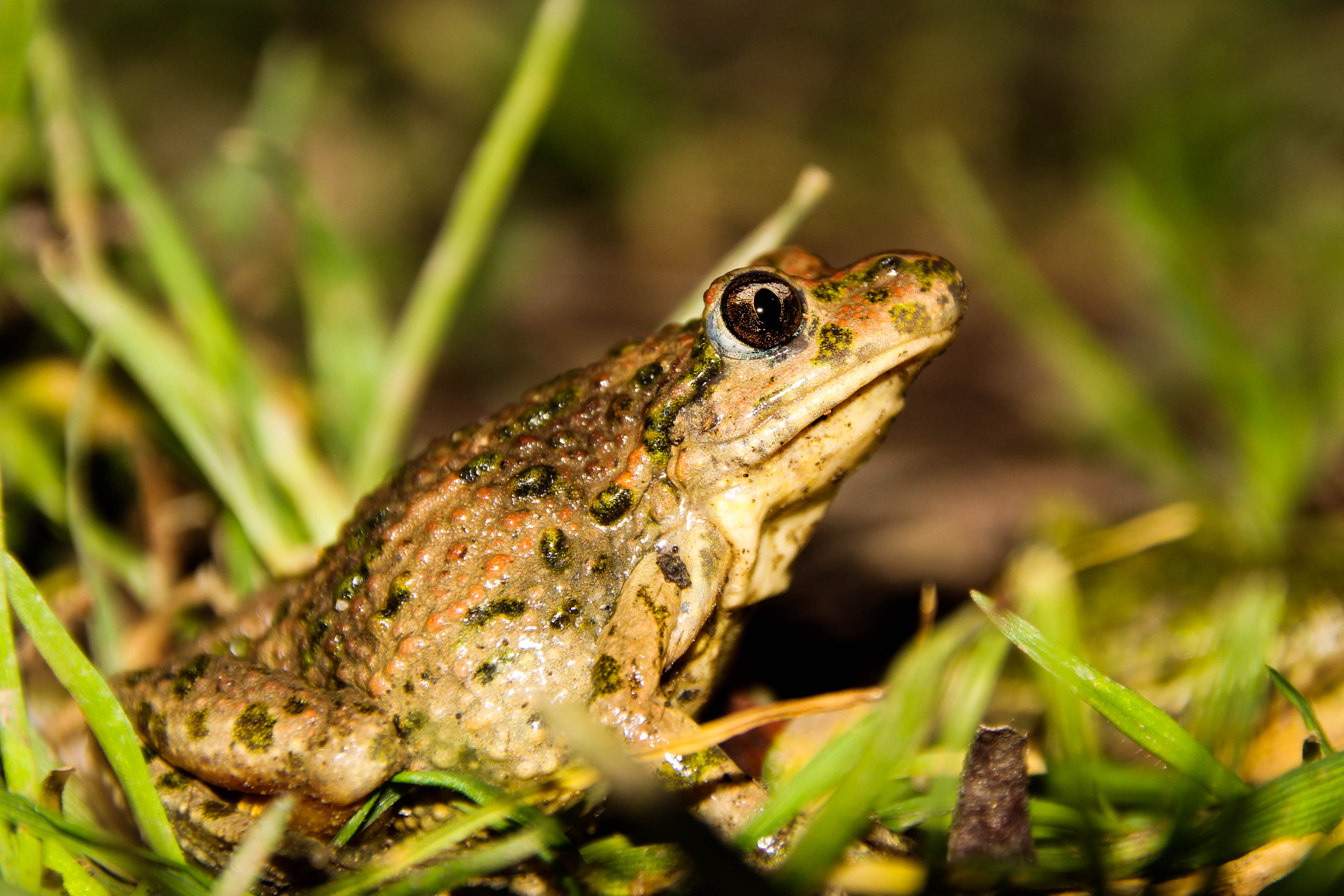 Pelodytes punctatus. Crédito a Bernat Burriel Imatge inicial - Pelodytes punctatus. Crédito a Bernat Burriel