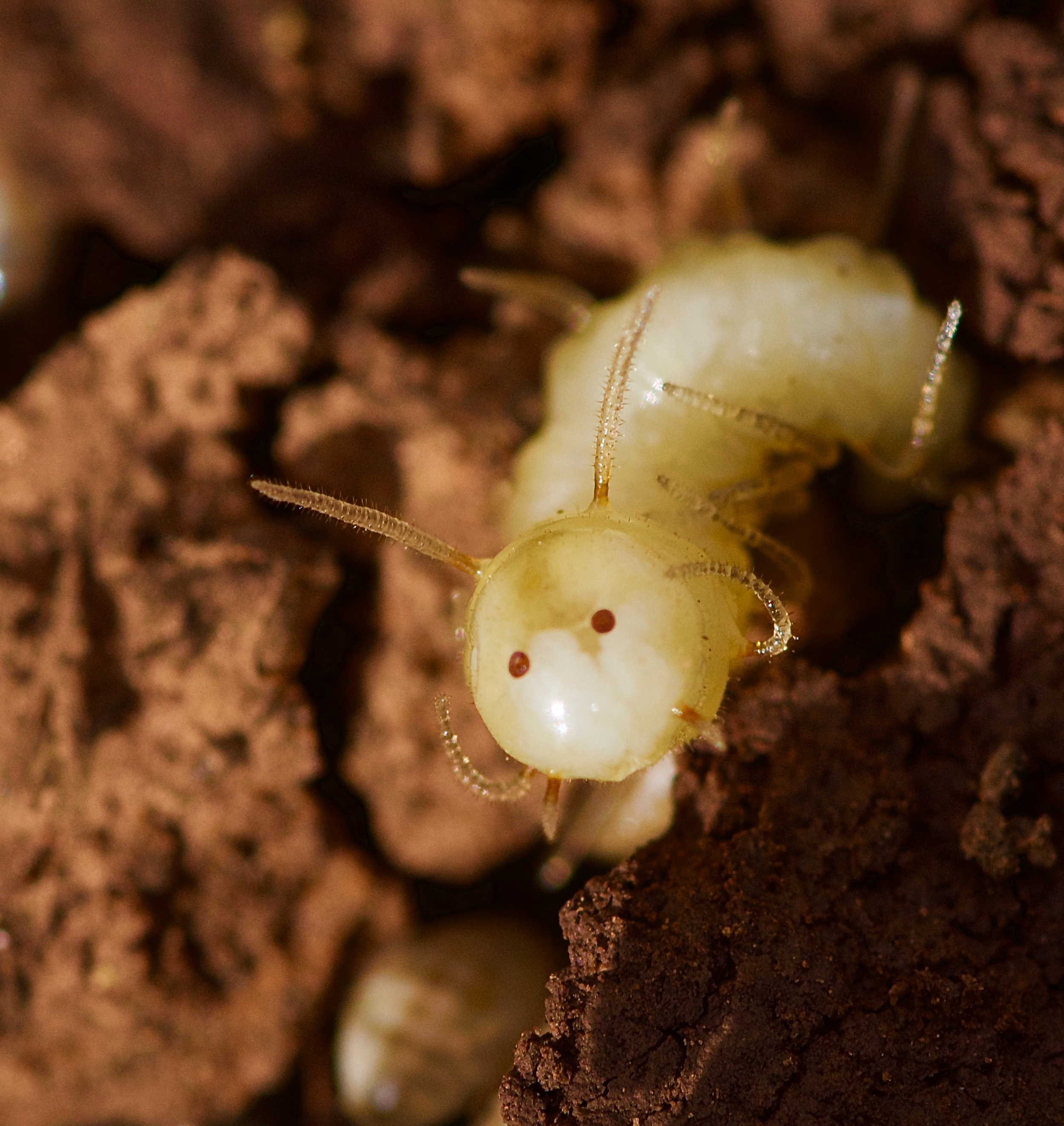 Imatge inicial - La larva de mosca azul mostrando la “máscara de termita” en el momento de ser descubierta en un termitero en el Anti-Atlas de Marruecos. Crédito a Roger Vila.