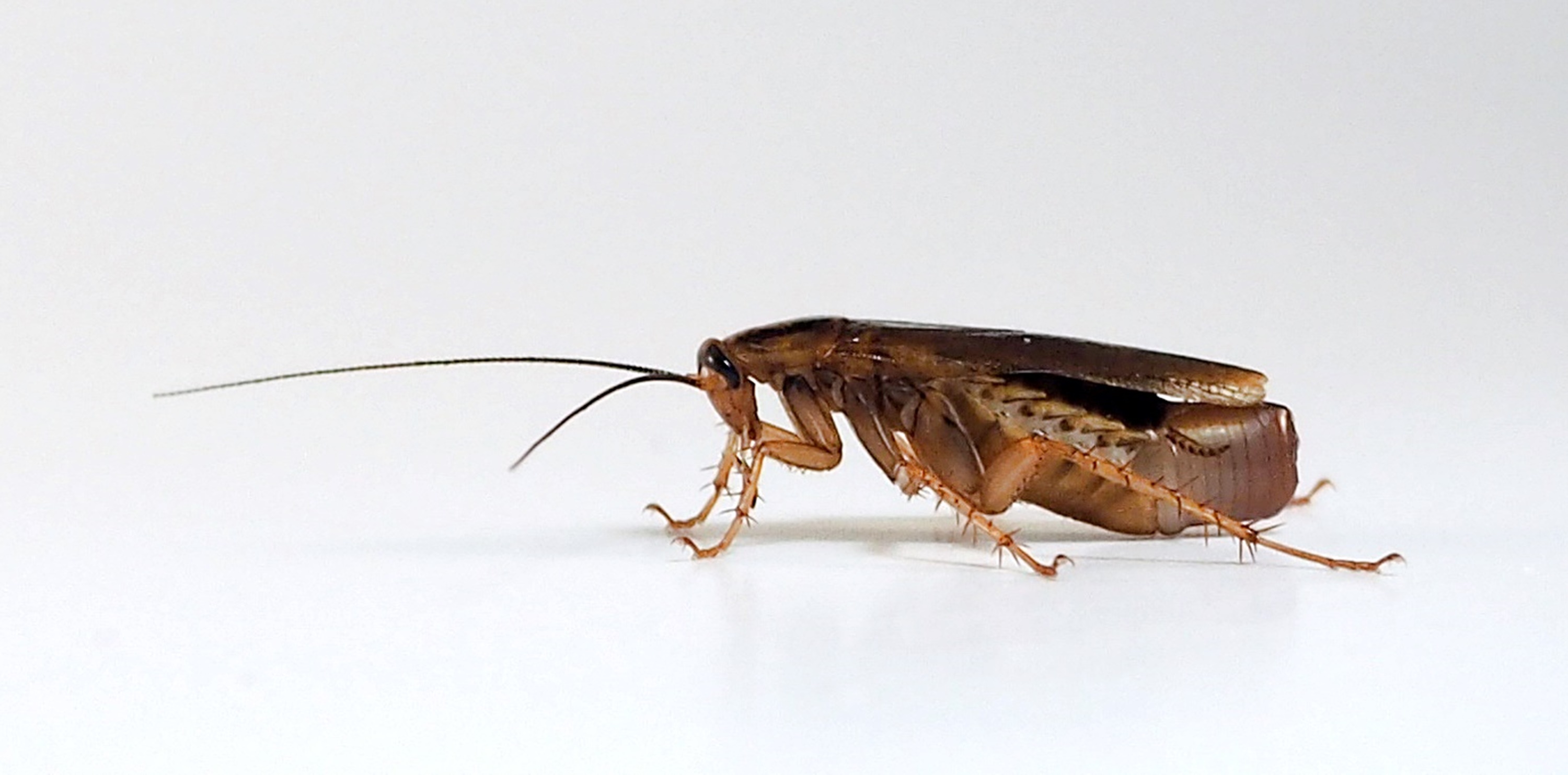 Imatge inicial - Female of Blattella germanica. Credit to Cristina Olivella.