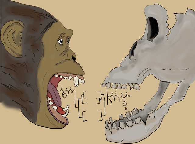 Imatge inicial - Figura 1. Representación artística de filogenias obtenidas a partir de proteínas del esmalte dental fósil, mostrando el potencial de la paleoproteómica en el estudio de especies extintas. Ilustración de Johanna Krueger. (Extraído de la imagen de portada de Genome Biology and Evolution, vol. 17, núm. 2, 2015). Crédito a Johanna Krueger.