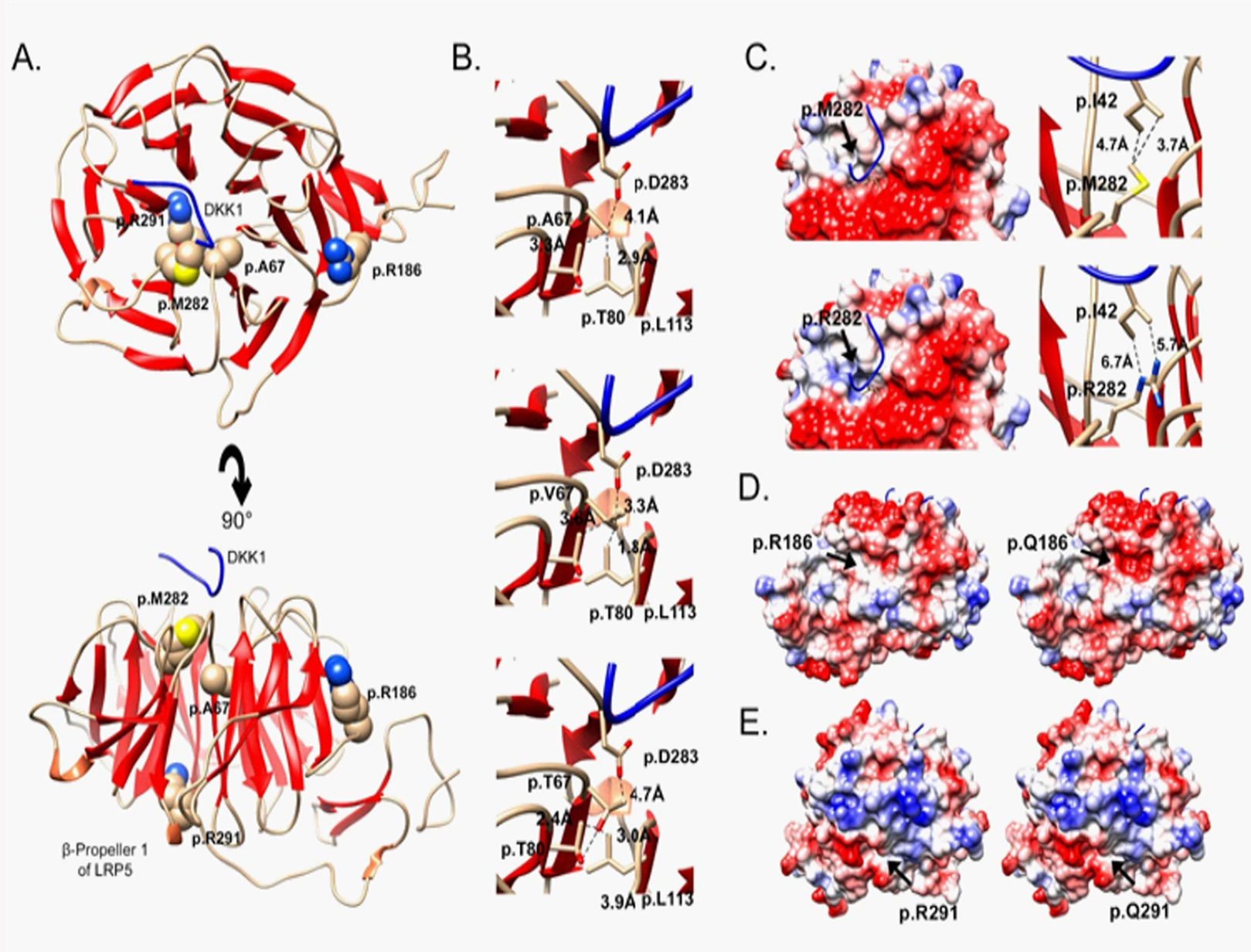 Imatge inicial - Estructura molecular del gen LRP5. Crédito a Óscar Lao, CC BY-NC-ND.