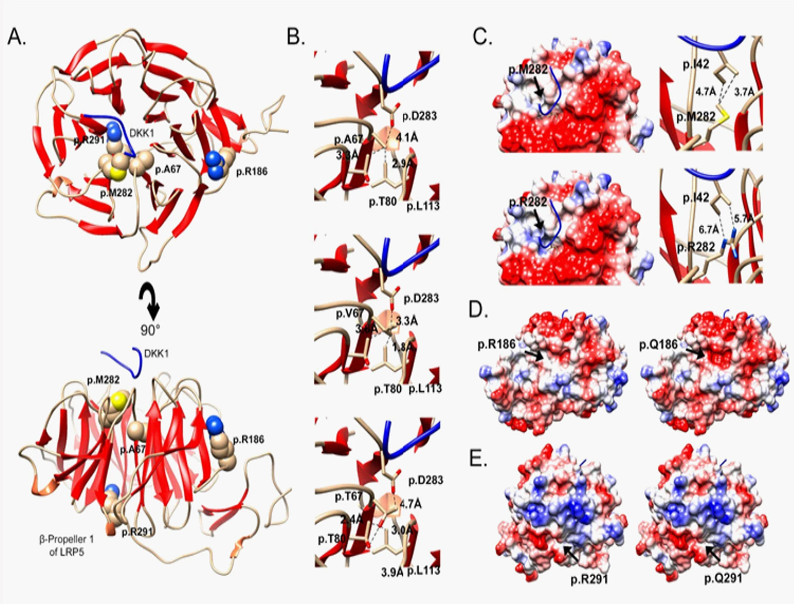 Estructura molecular del gen LRP5. Crèdit a Óscar Lao, CC BY-NC-ND. Imatge inicial - Estructura molecular del gen LRP5. Crèdit a Óscar Lao, CC BY-NC-ND.