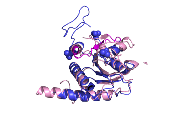 Imatge inicial - Schematic representation of two proteins, one in pink and one in blue. Source: Ana Rojas.