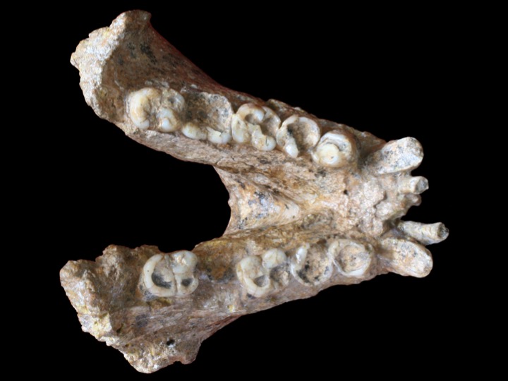 Mandíbula d’un Gigantopithecus blacki. Crèdit: Imatge: Prof. Wei Wang; Edició: Theis Jensen. Gigantopithecus blacki mandible (P1-M2=74mm). Credits: Photo: Prof. Wei Wang; Photo retouching: Theis Jensen.