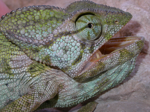 Chamaleo arabicus Chamaleo arabicus