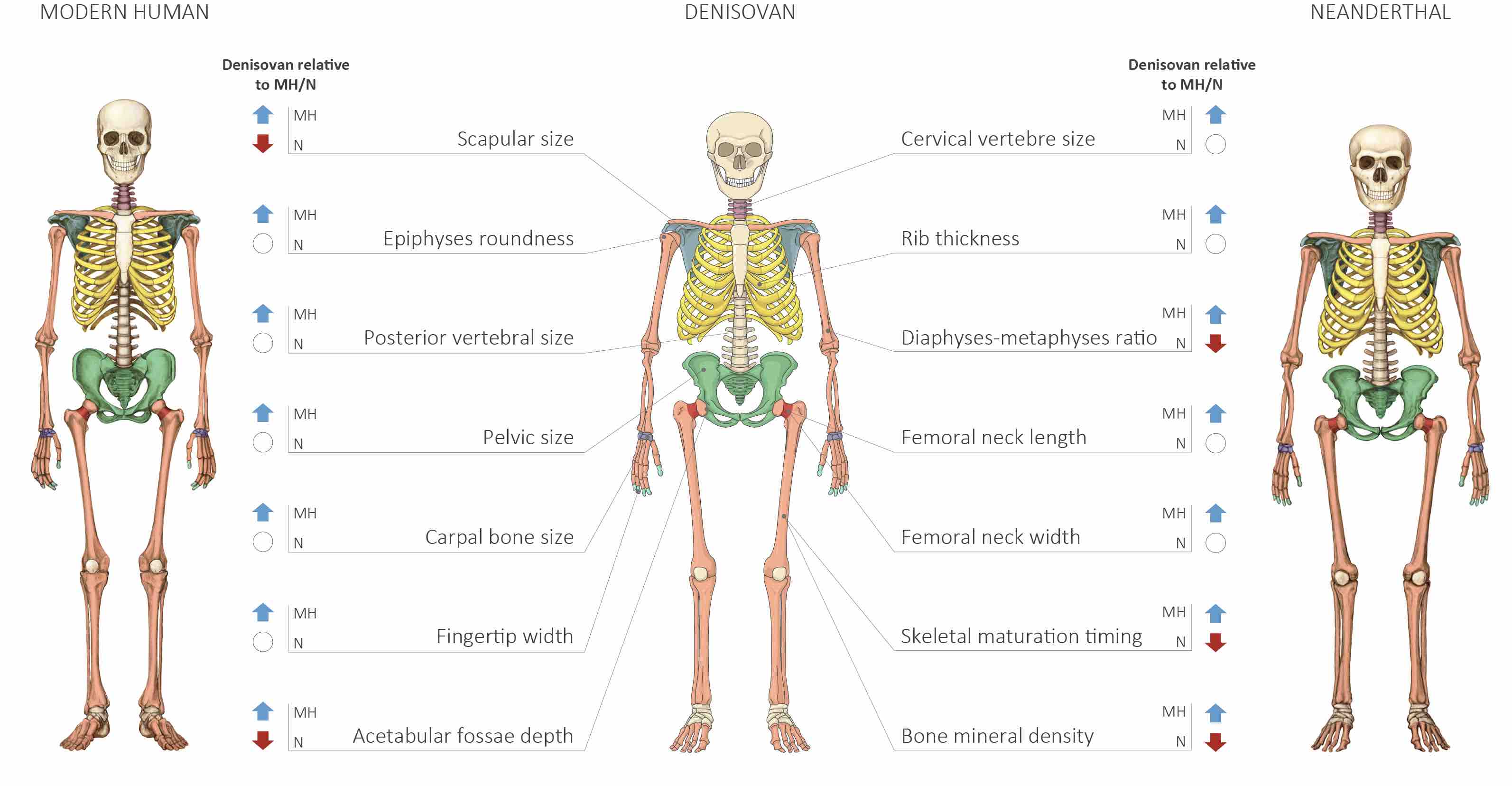 Anatomical Comparison of Modern Humans, Neanderthals and Denisovan Skeletons. Credit: Maayan Harel. Anatomical Comparison of Modern Humans, Neanderthals and Denisovan Skeletons. Credit: Maayan Harel.