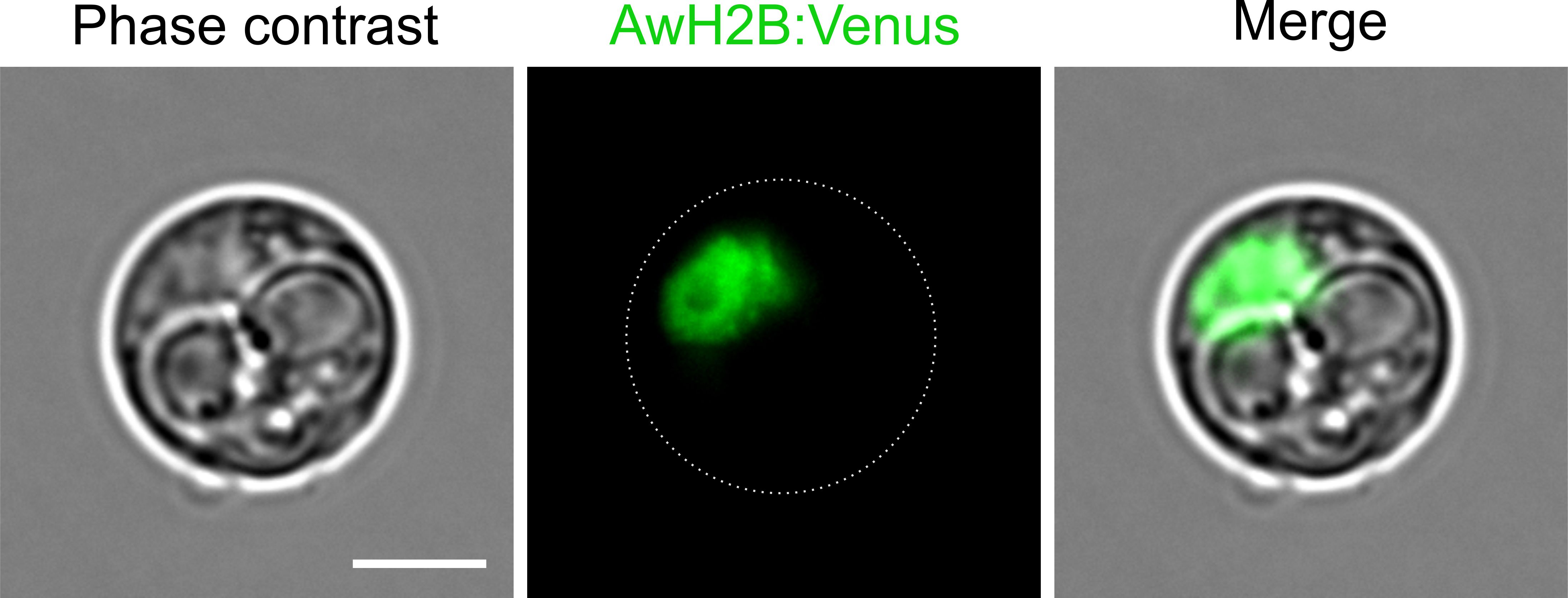 Abeoforma whisleri is a single-celled marine protist important in scientific research to understand the origins of animals. In the above images, A. whisleri cells were transformed with plasmid DNA encoding a fluorescence protein to label the A. whisleri nuclei in green, enabling an experimental model systems team to better study the life cycle of this organism.  Scale bar 10 microns Credit:  Sebastian. R Najle and Elena Casacuberta.