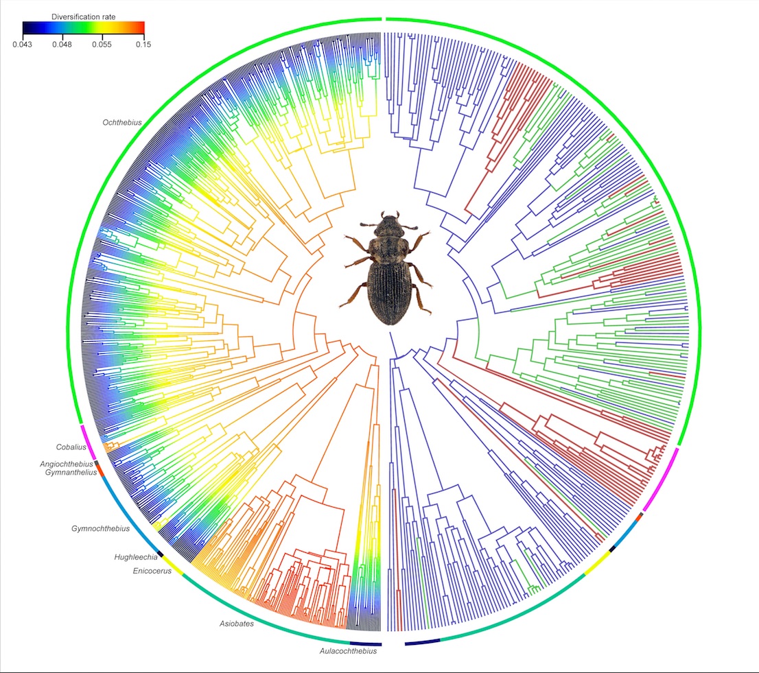 Filogenia con la diversificación y ocupación del hábitat de los escarabajos del género Ochthebius, de acuerdo con los datos del estudio. Crédito: Adrián Villastrigo, Paula Arribas e Ignacio Ribera.