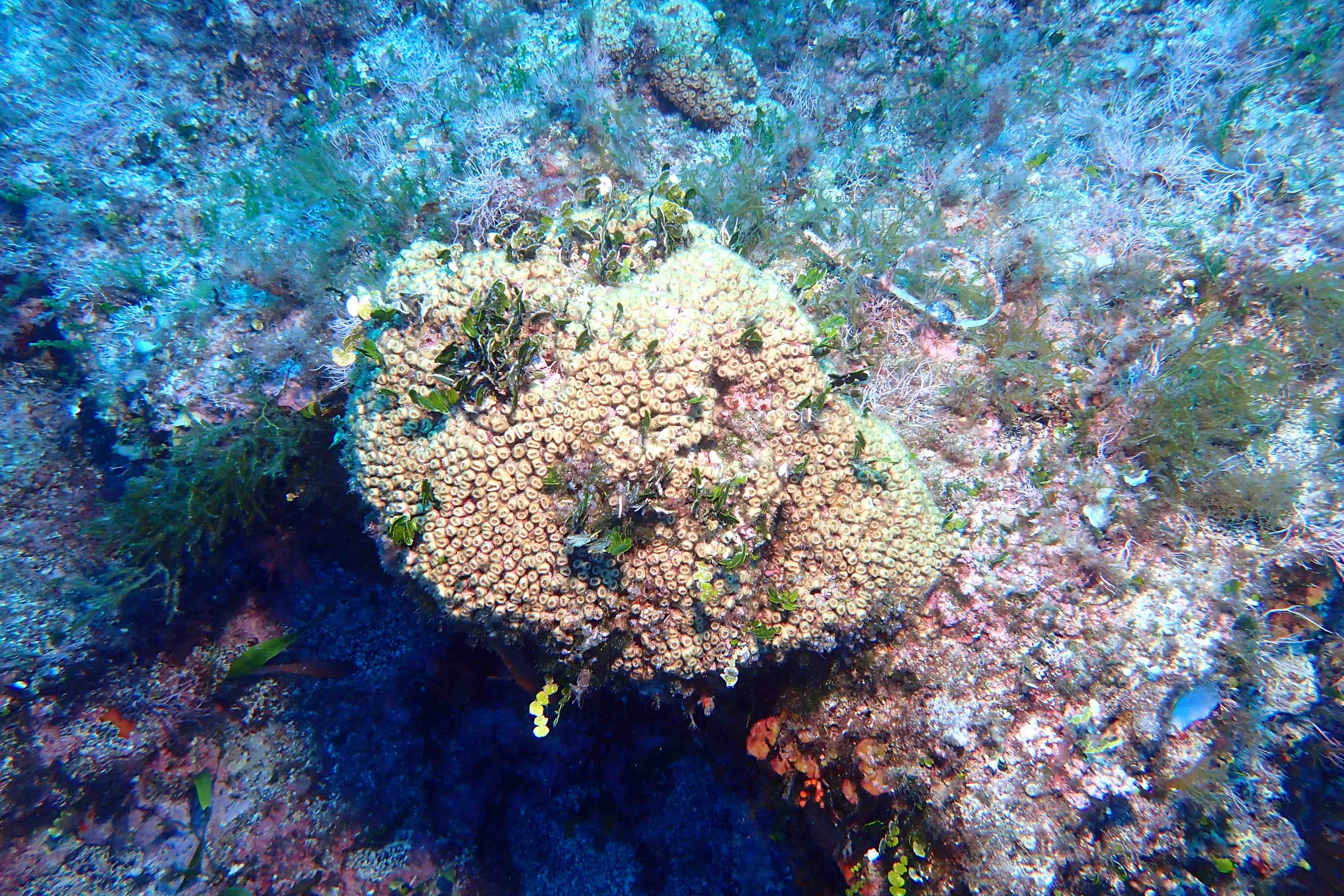 Imatge de C. caespitosa. Crèdit: Diego Kersting