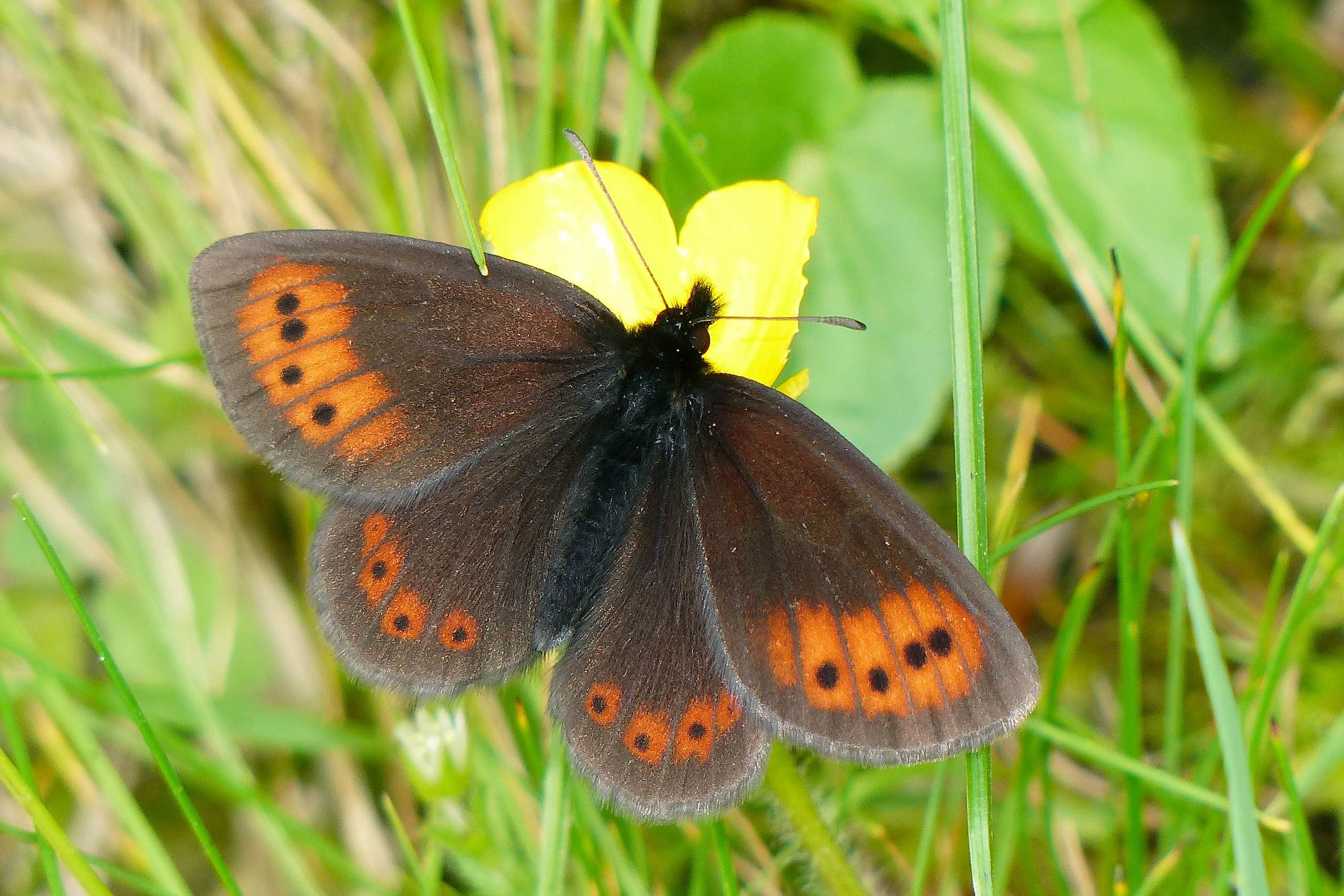 Erebia epiphron de La Rioja. Población genéticamente única y en peligro de extinción de Sierra de la Demanda. Crédito: Yeray Monasterio León - Asociación ZERYNTHIA