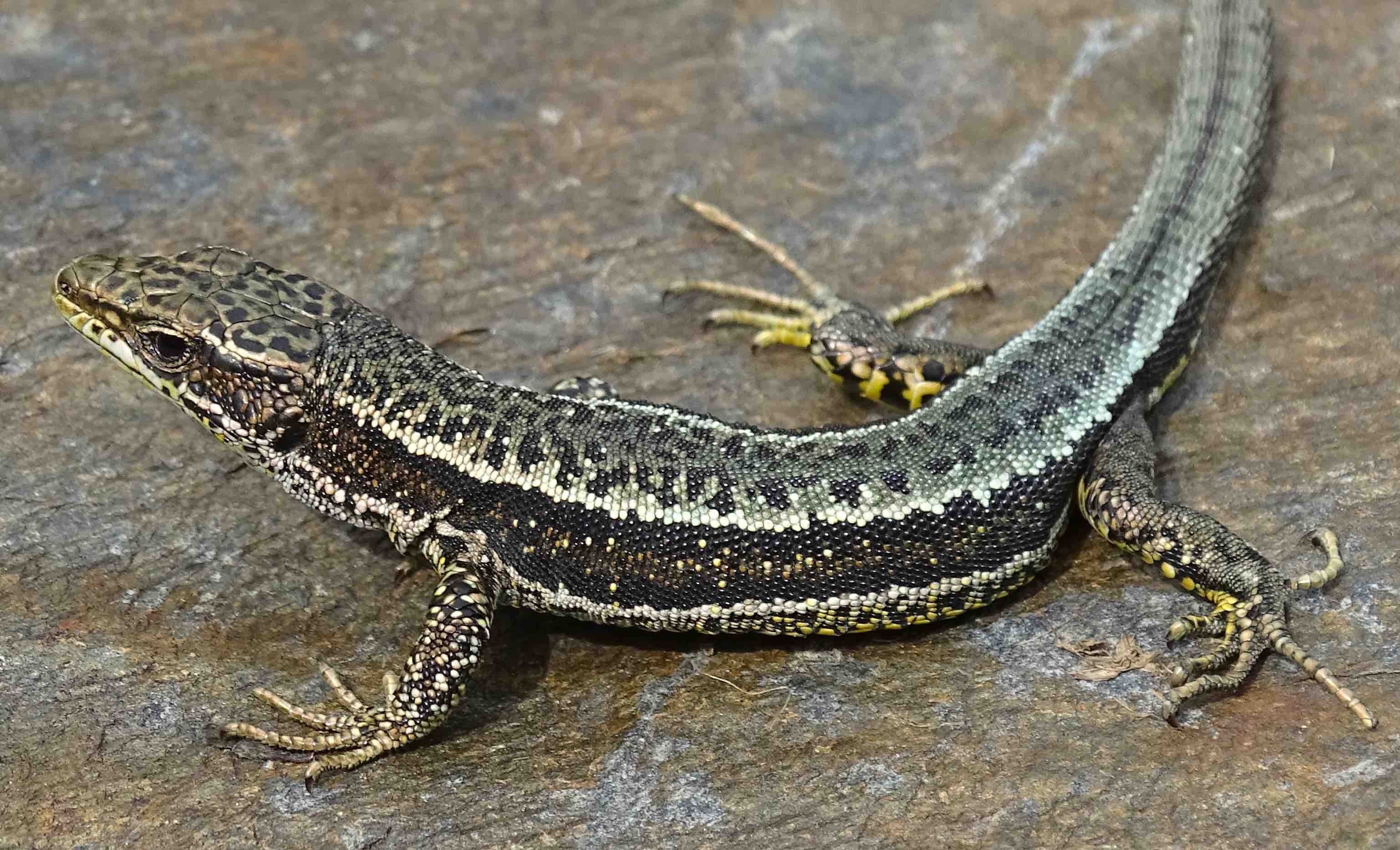 Imatge: Iberolacerta aurelioi. Crèdit: Salvador Carranza