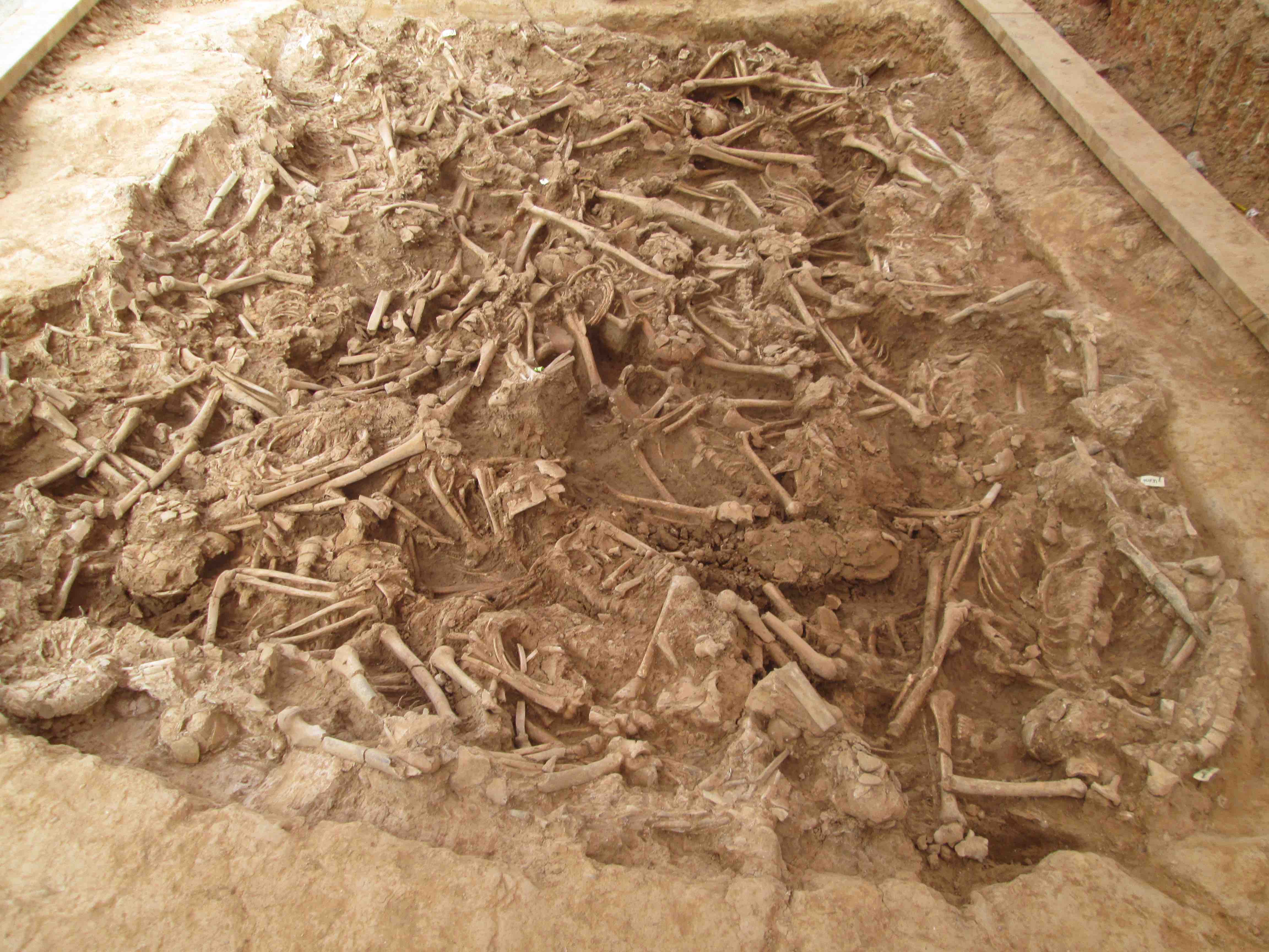 Image of the archaeological excavation in a mass grave in La Sagrera (Sant Martí de Provençals). Credit: Didac Pàmies.