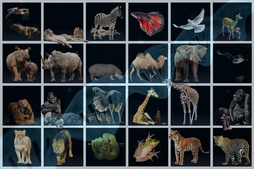 Image of some species of vertebrates; Credit: Adapted from Gerard G. via Pixabay