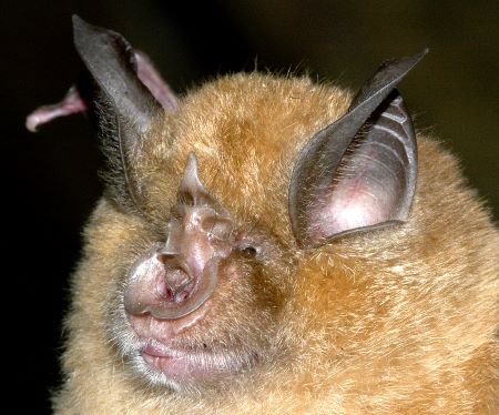 Greater horseshoe bat (Rhinolophus ferrumequinum); Credit: Gareth Jones via Emma Teeling