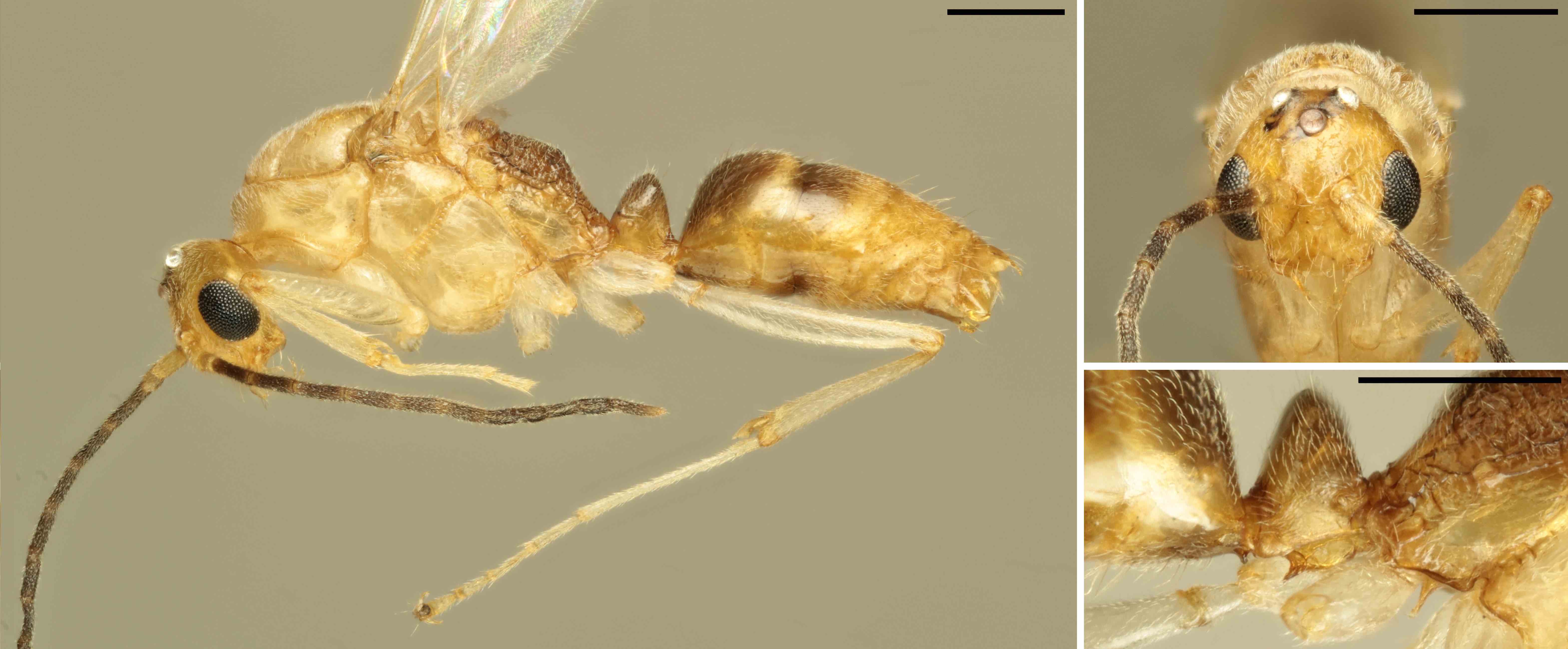 Imagen de la hormiga macho B. chinensis encontrada en Nápoles e identificada genéticamente por parte del equipo de investigación del IBE. Se trata del primer ejemplar que se detecta viviendo libremente en Europa. El cuerpo de la hormiga tiene un tamaño de 4 mm, aproximadamente. Crédito: Roger Vila.