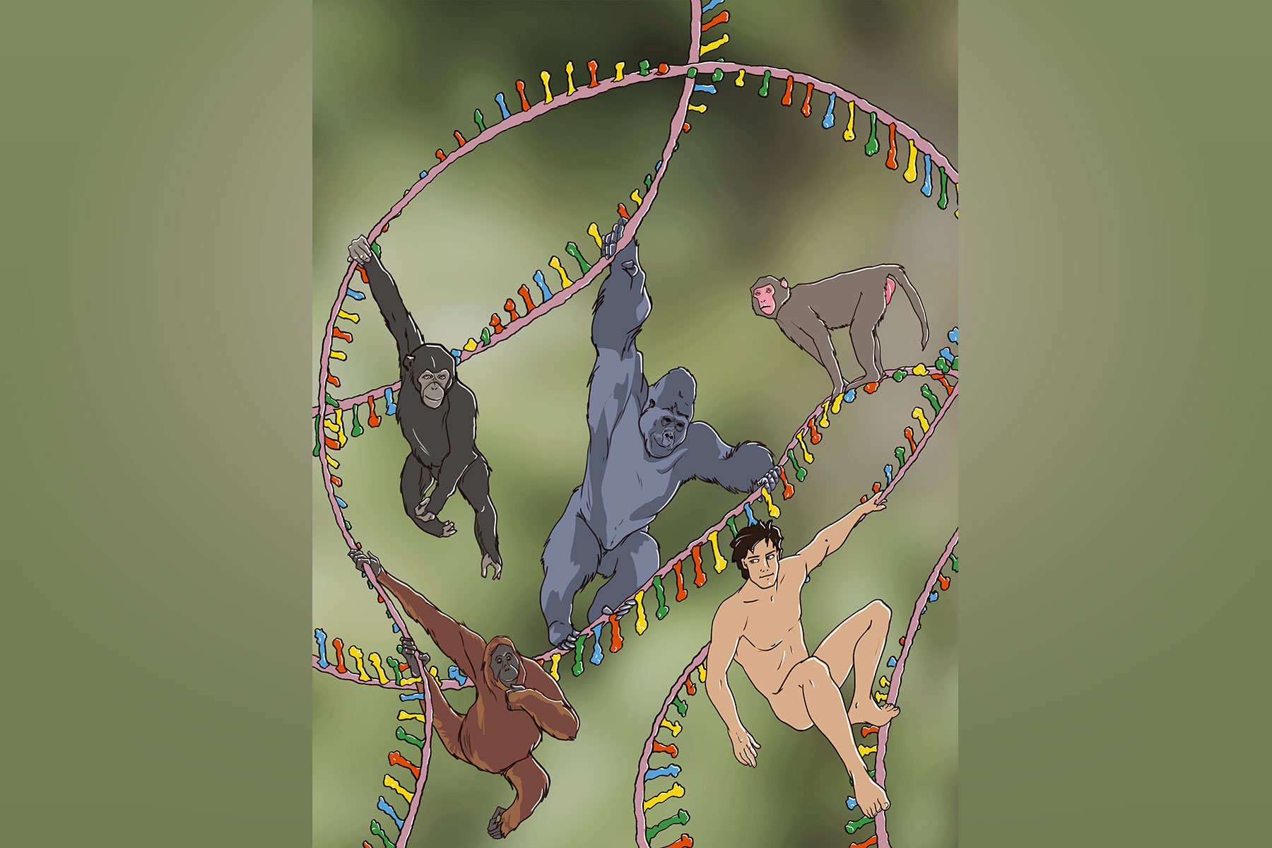 Several primate species (human, chimpanzee, gorilla, orangutan and rhesus macaque) on a long mRNA molecule. Long-read sequencing technologies allow to capture RNA isoforms with single-molecule resolution, improving the current genome annotations in human and nonhuman primates. Crèdit: Miguel Herranz & Eva Ortiz