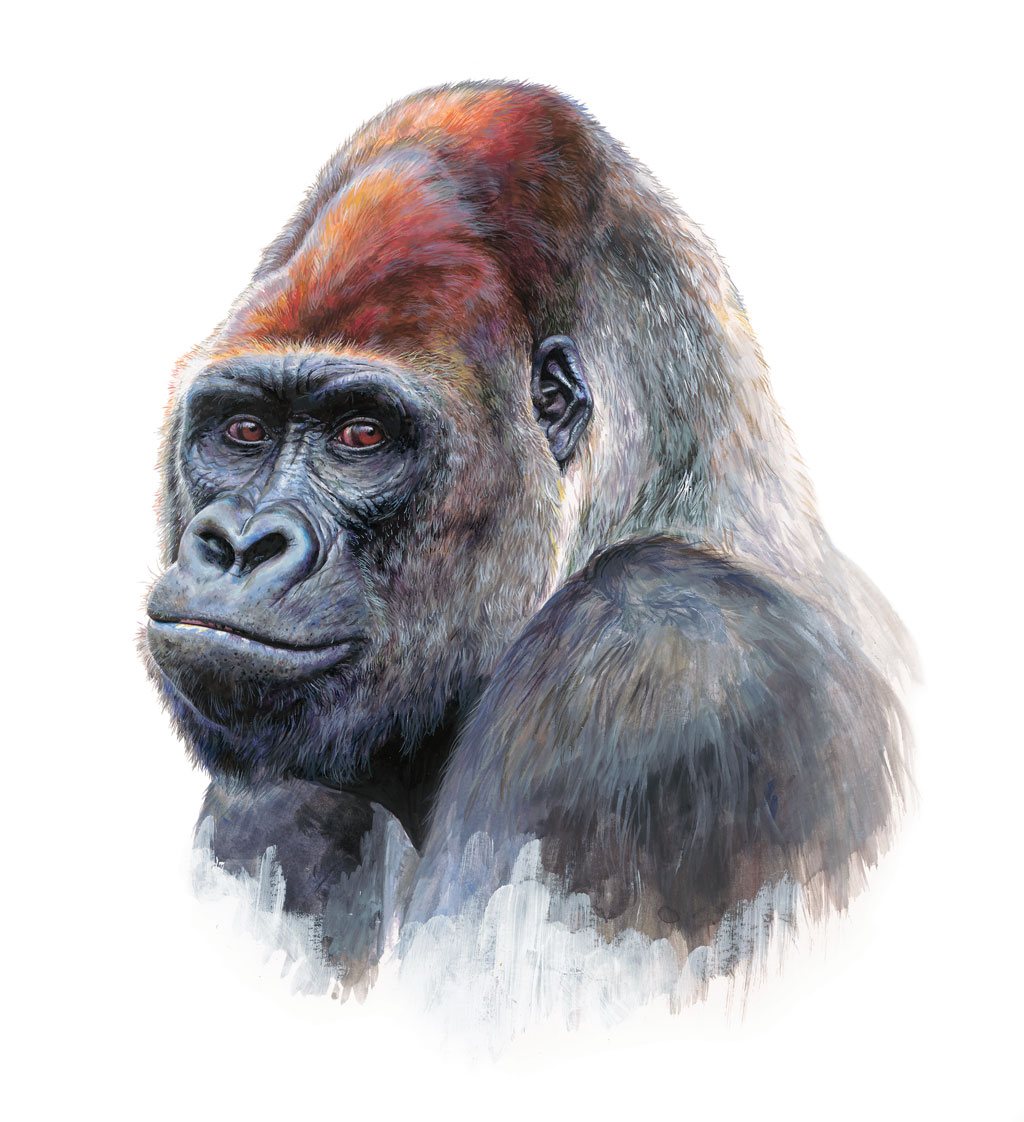 Ilustración de un gorila. Crédito: Blanca Martí