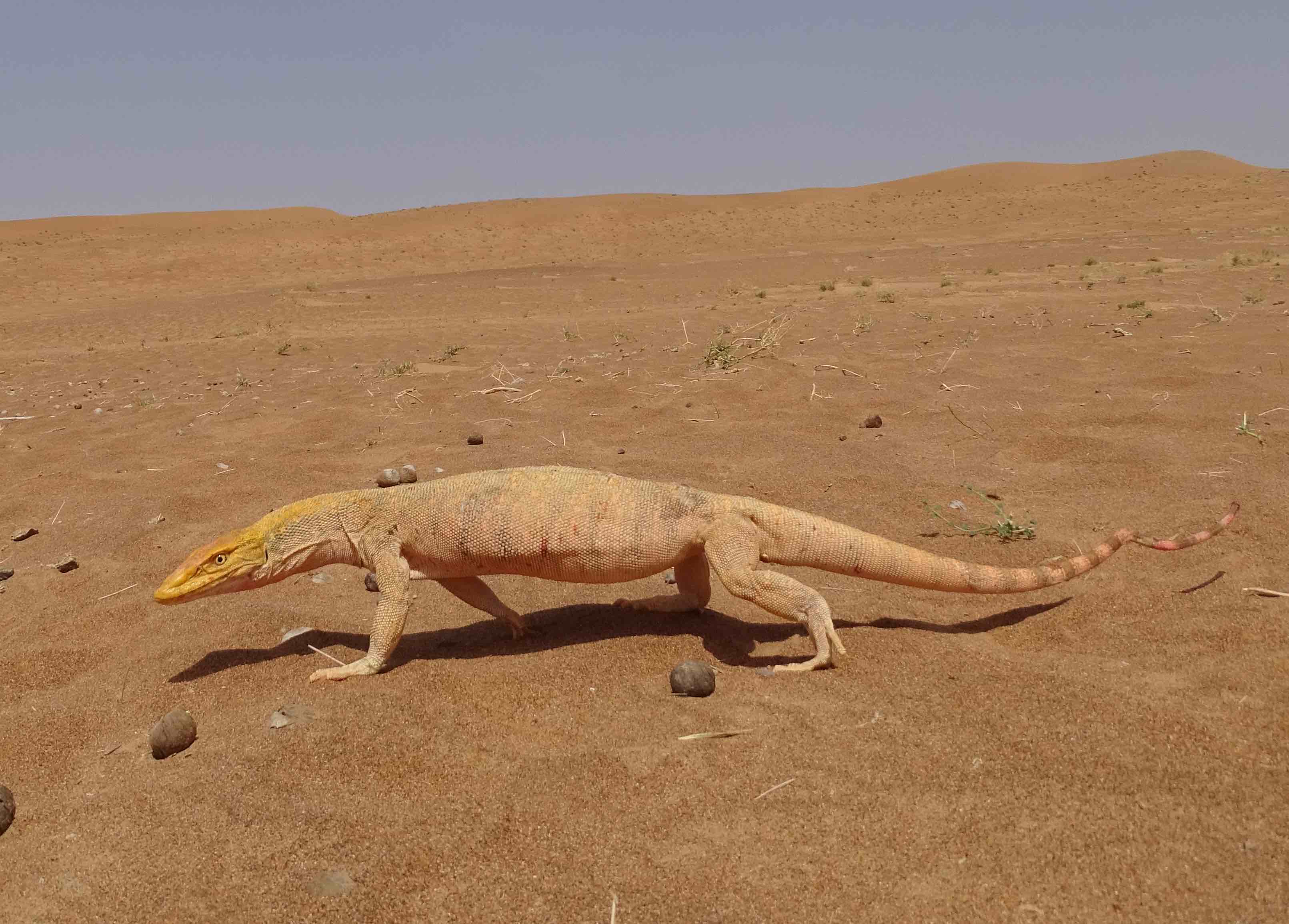 Varanus griseus. Crèdit: Salvador Carranza